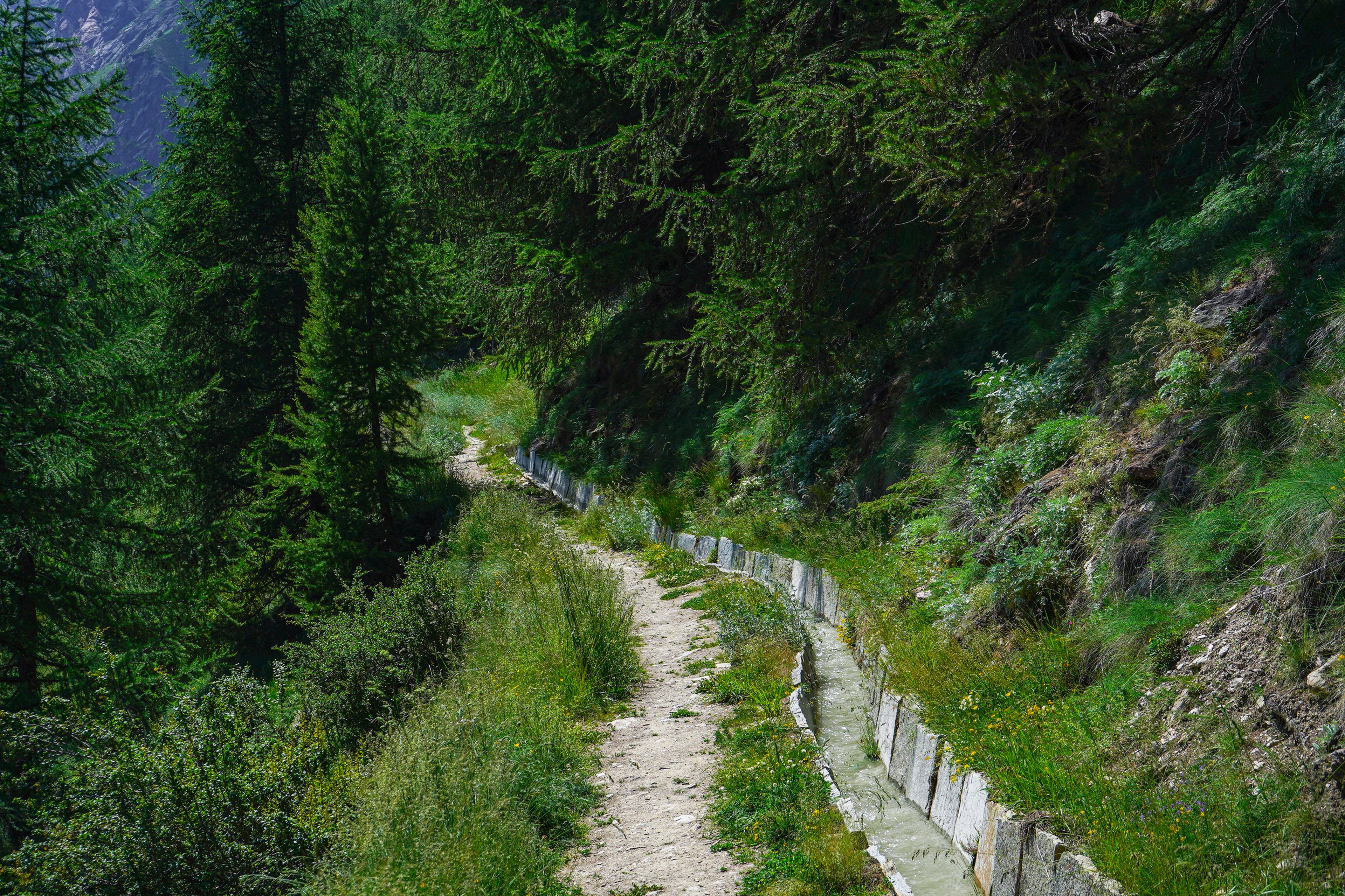 Un sentier étroit traverse un versant boisé à côté d’un bisse traditionnel avec de l’eau courante près de Saas-Fee, Valais, Suisse