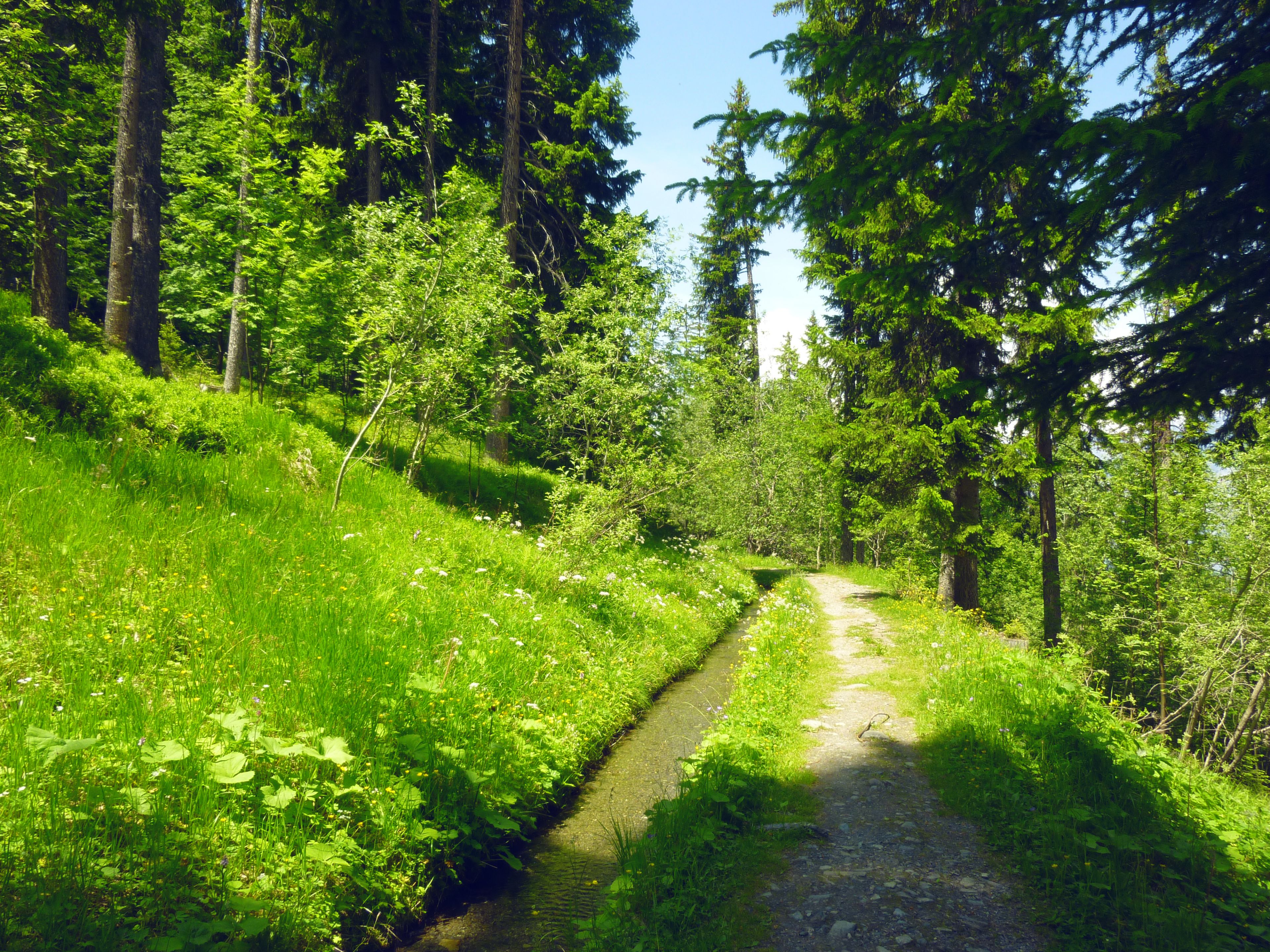 Bisse in the region of Verbier, forest, summer, Valais