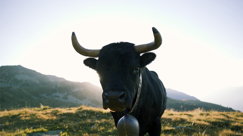Video, vaches, vaches d'hérens, hérens, valais, suisse