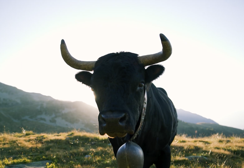 Video, Kühe, Eringkühe, Eringer, Wallis, Schweiz