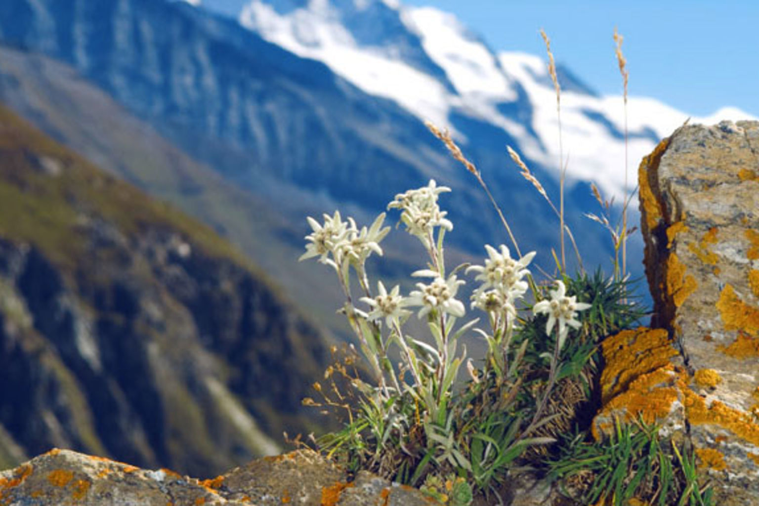 Edelweiss