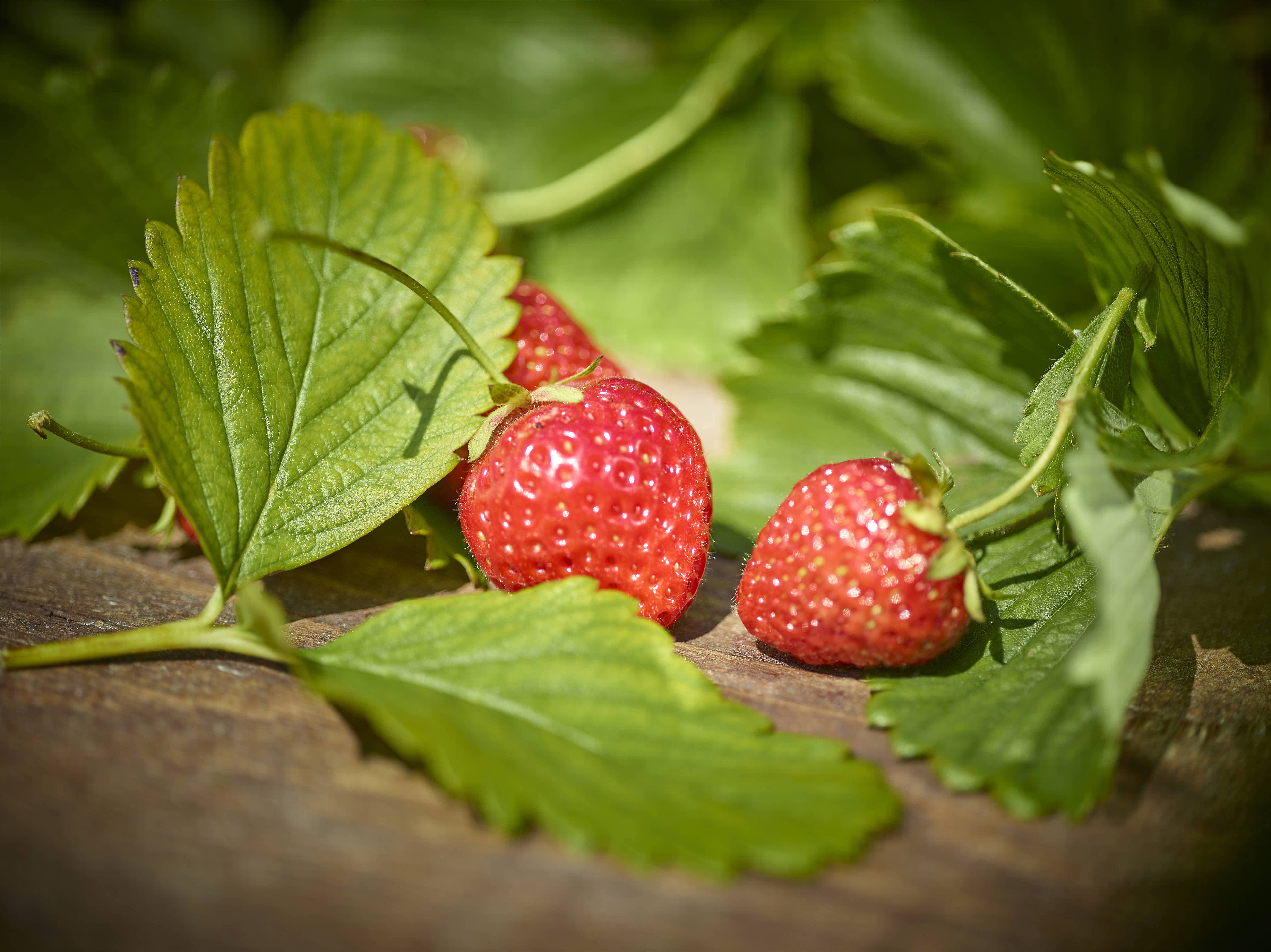 Savoureux pour le palais, nourrissant pour la peau, Valais, Suisse
