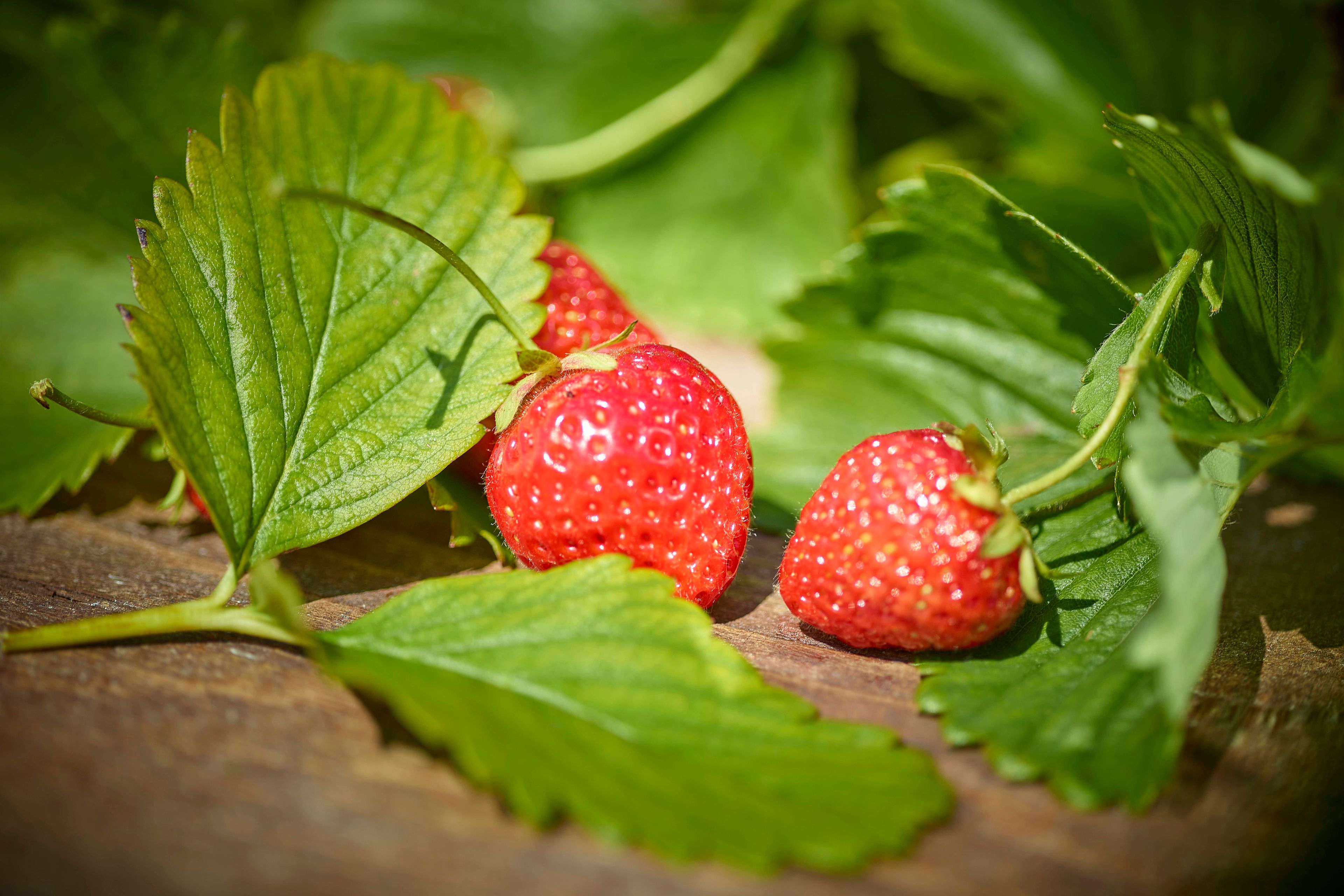 Savoureux pour le palais, nourrissant pour la peau, Valais, Suisse