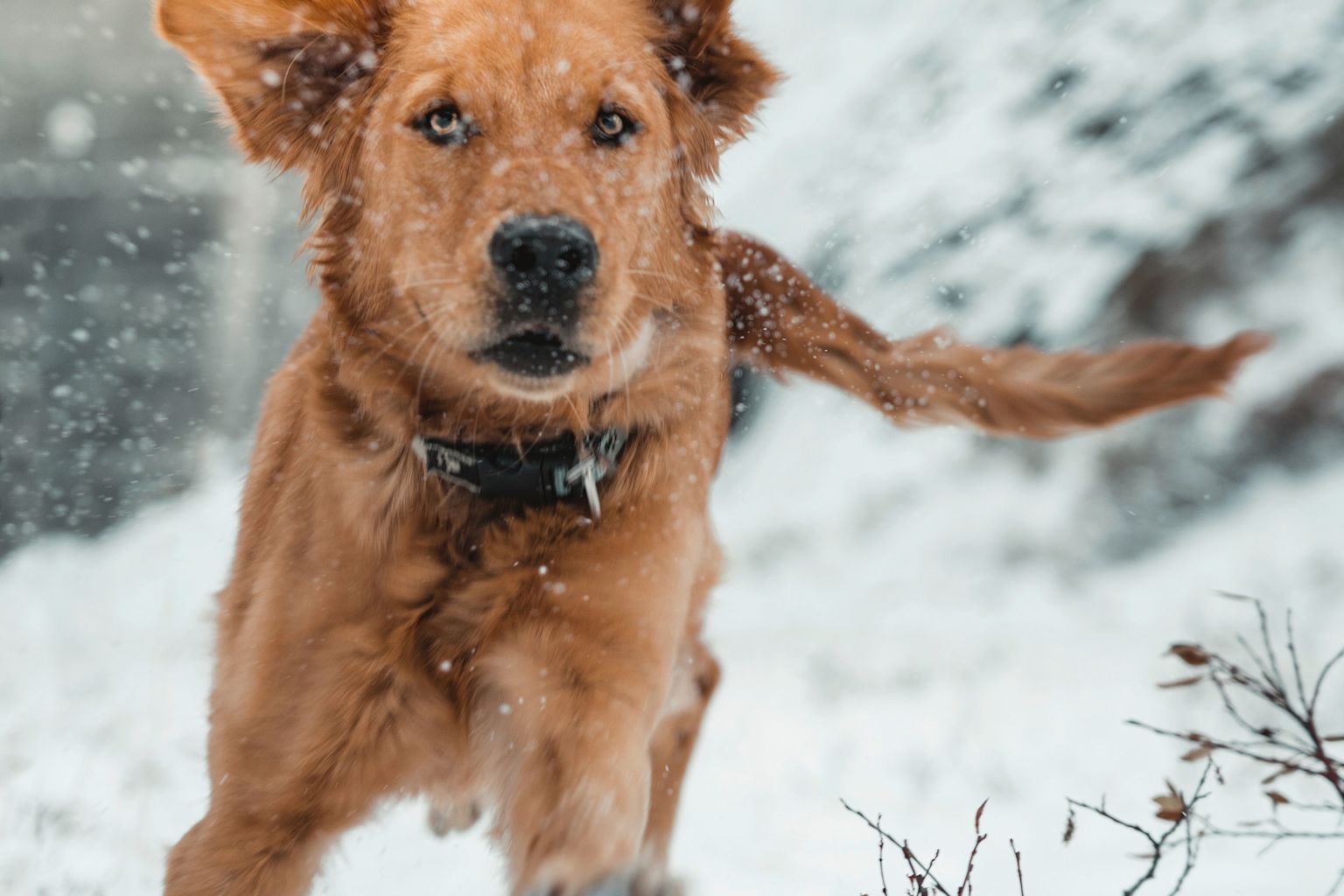 Maskottchen «Gens d’Hiver» Shadow, Wallis, Schweiz