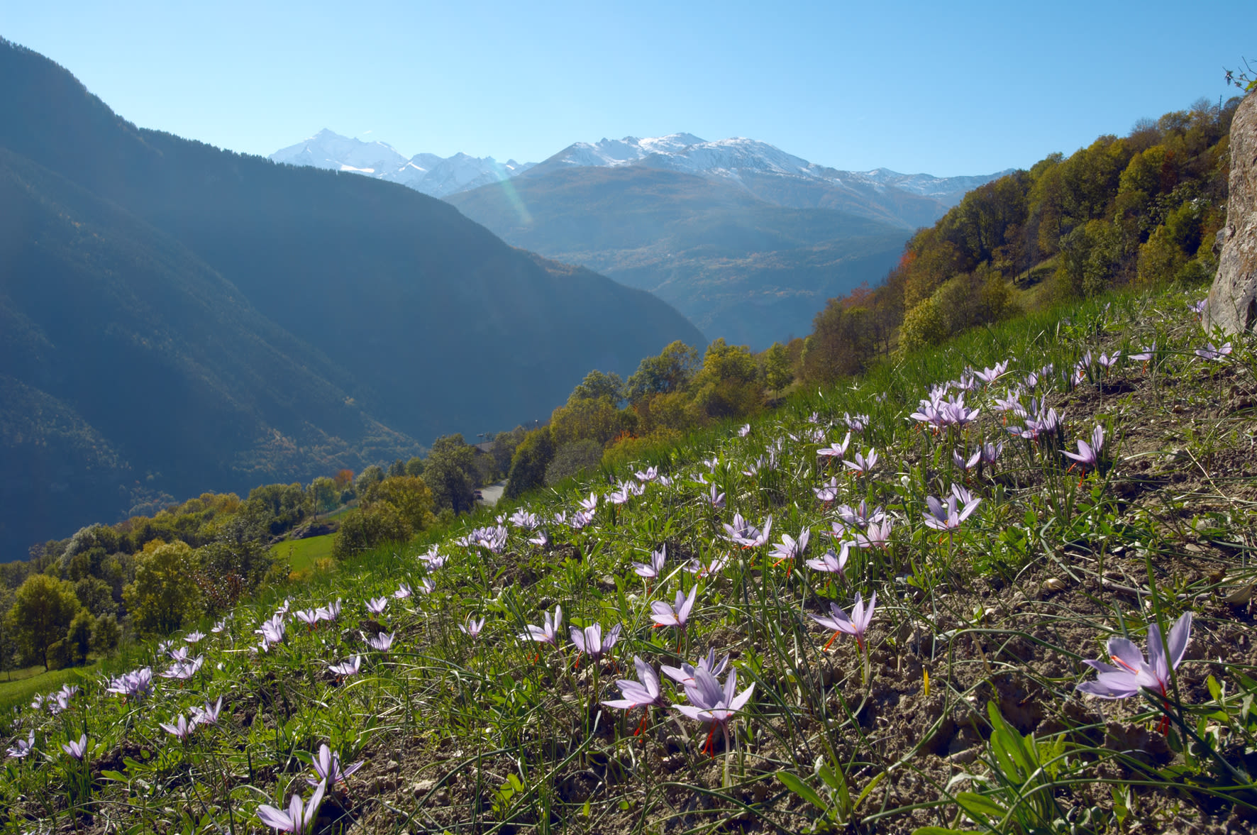 Saffron culture in Mund, Valais
