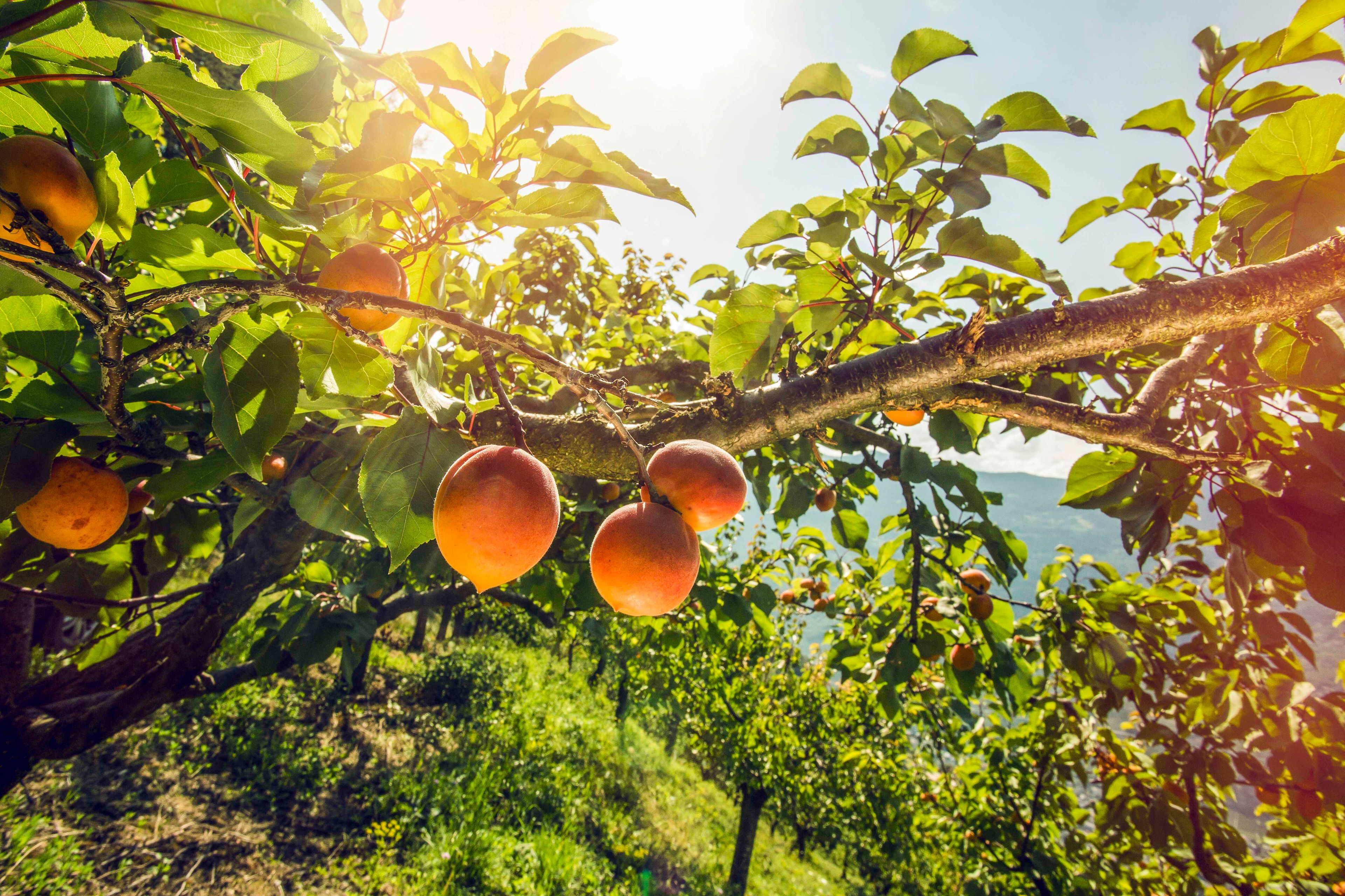 Obstgarten Abrikosen Marke Wallis Valais Schweiz Switzerland Suisse