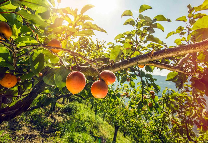 Obstgarten Abrikosen Marke Wallis Valais Schweiz Switzerland Suisse