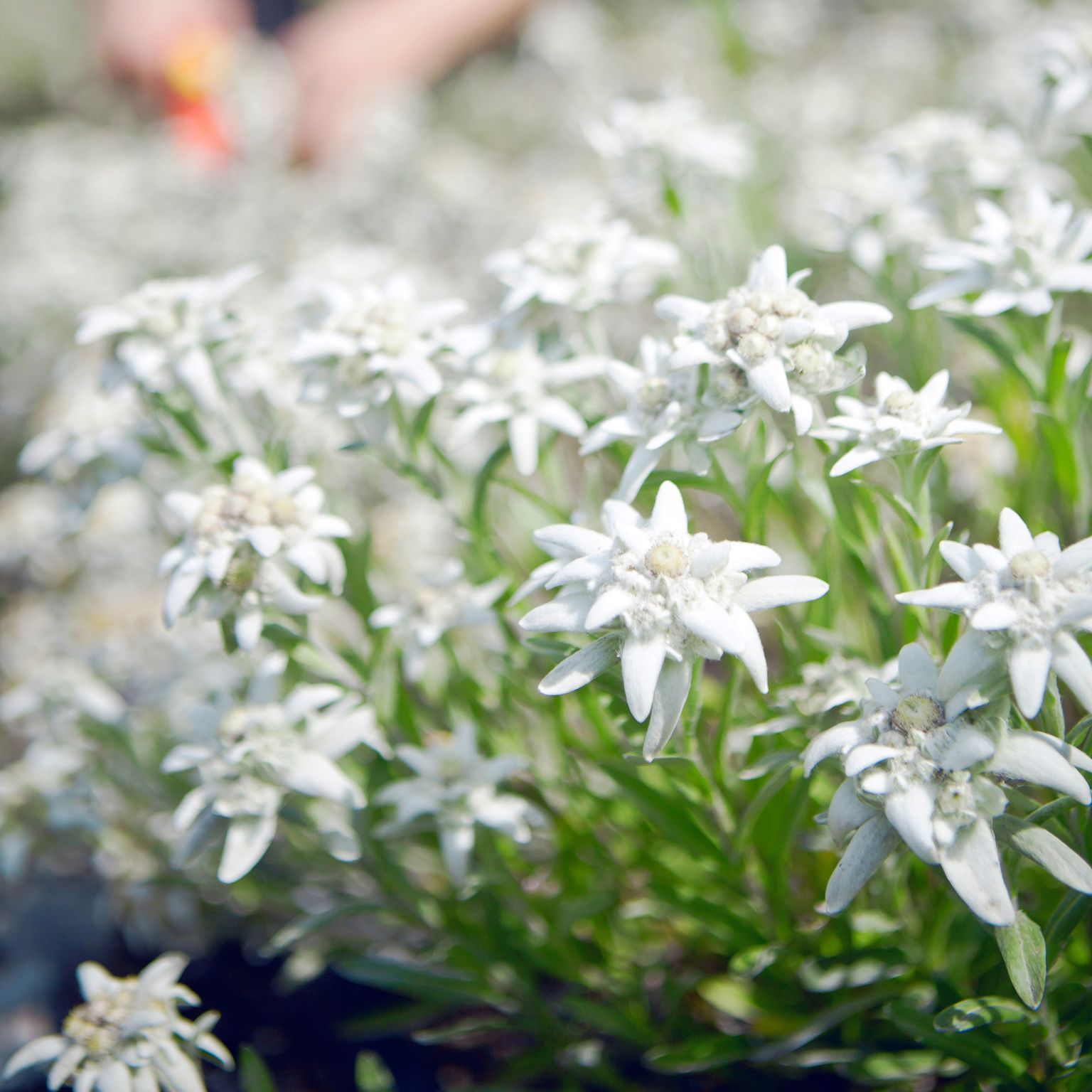 Edelweiss in Valais