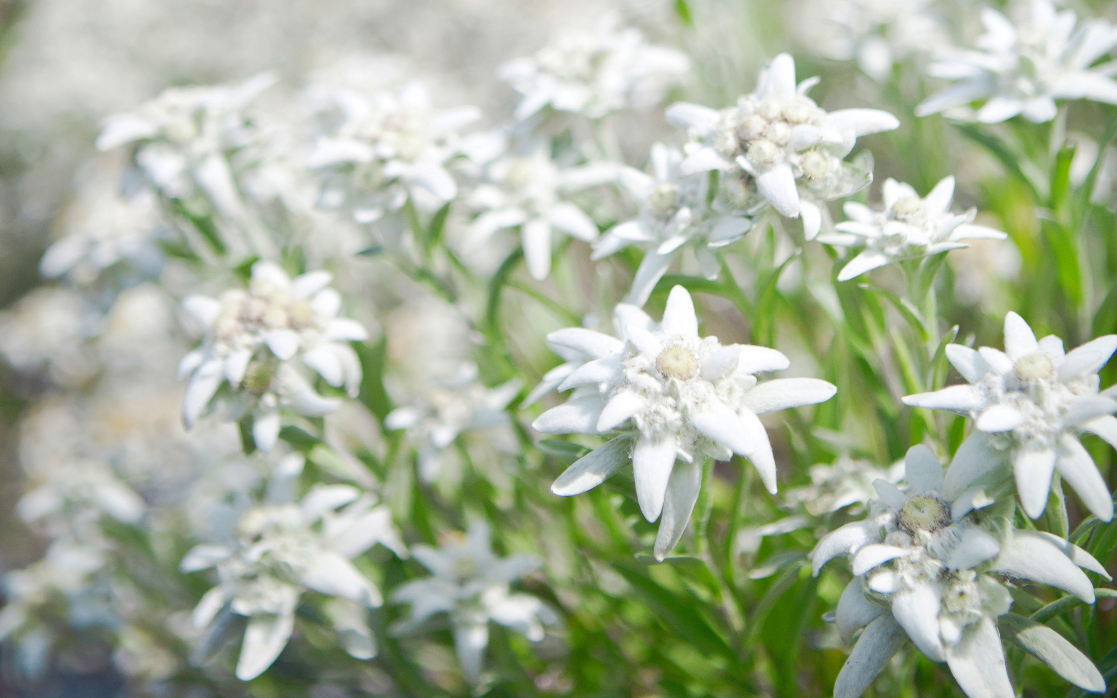 Edelweiss im Wallis