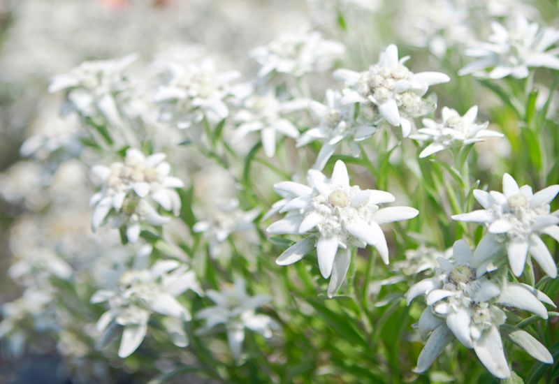 Edelweiss im Wallis