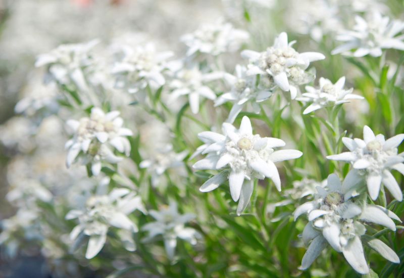 Edelweiss in Valais