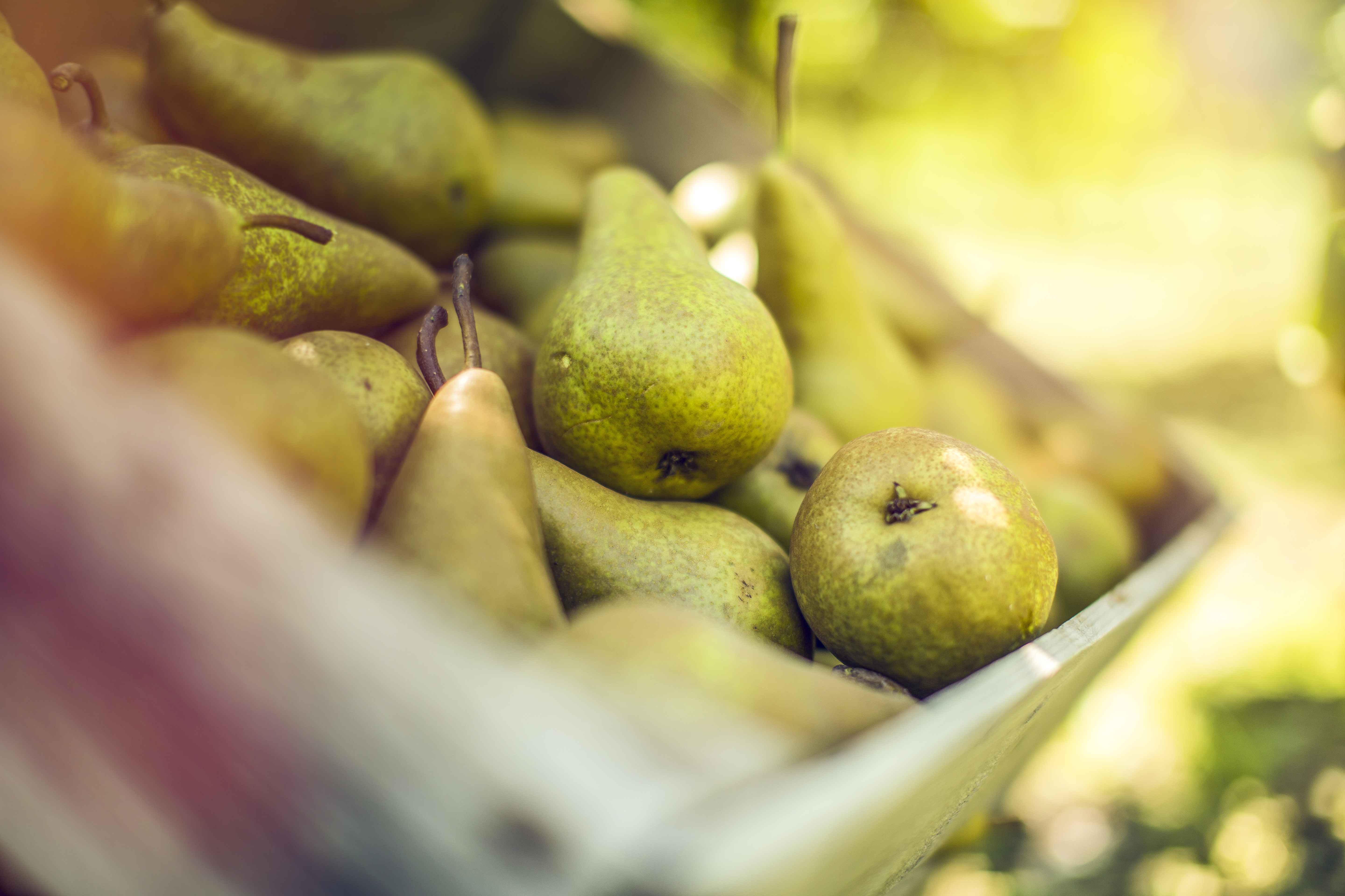Caisse de poires dans les vergers valaisans, Valais Wallis, Schweiz Suisse