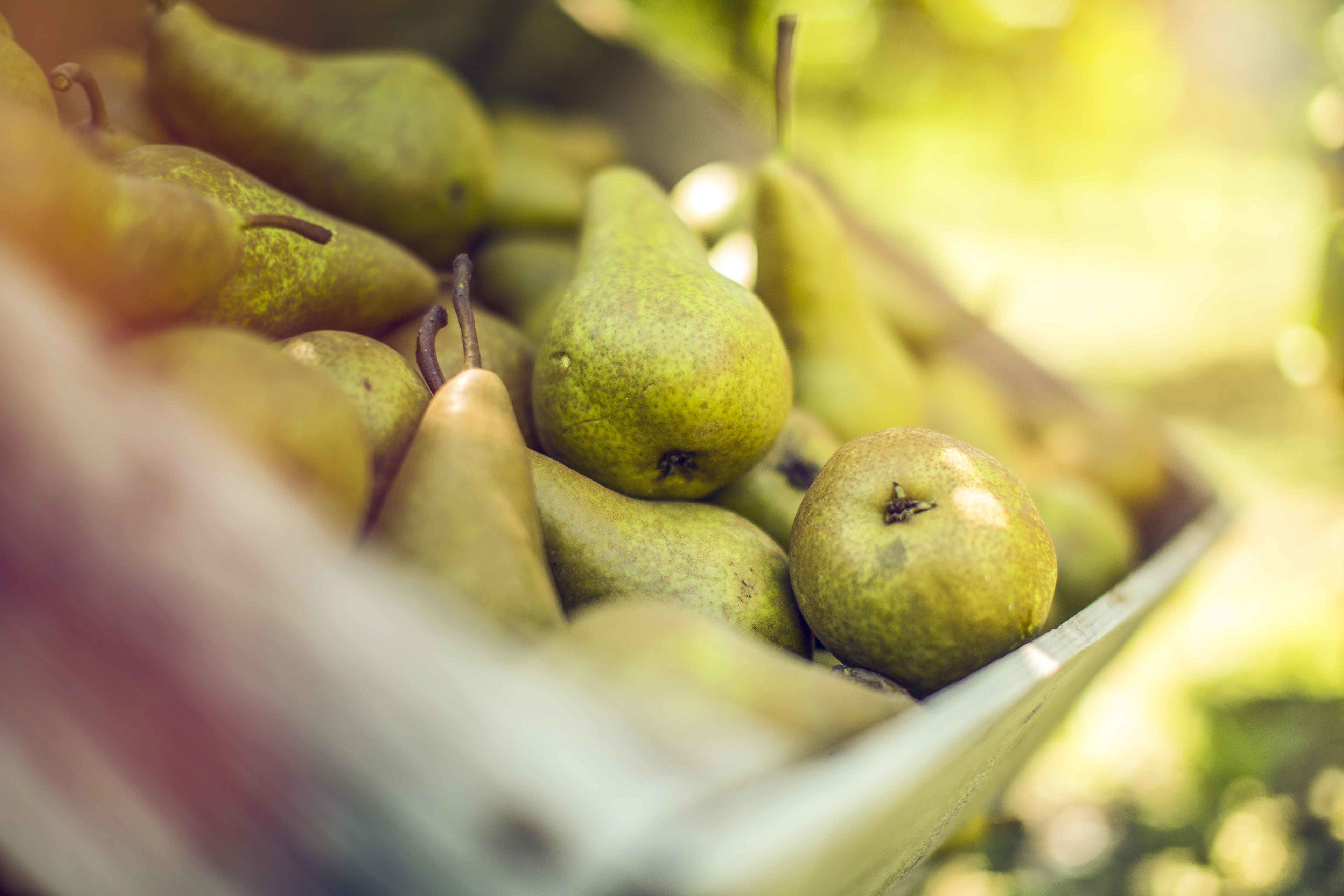 Case of pears in the Valais orchards, Valais Wallis, Schweiz Suisse