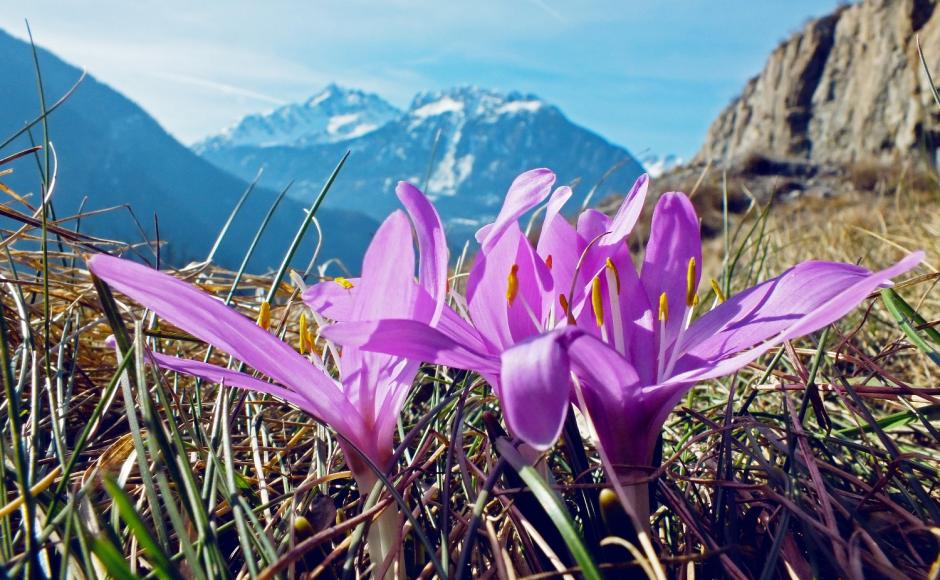 Grâce à son climat ensoleillé, les bulbocodes poussent à Fully. Cette fleur n'est présente en Suisse que dans le canton du Valais, sur les versants très ensoleillé. Valais, Suisse