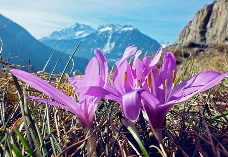 Thanks to its sunny climate, bulbocodes grow in Fully. This flower is present in Switzerland only in the canton of Valais, on very sunny slopes. Valais, Switzerland