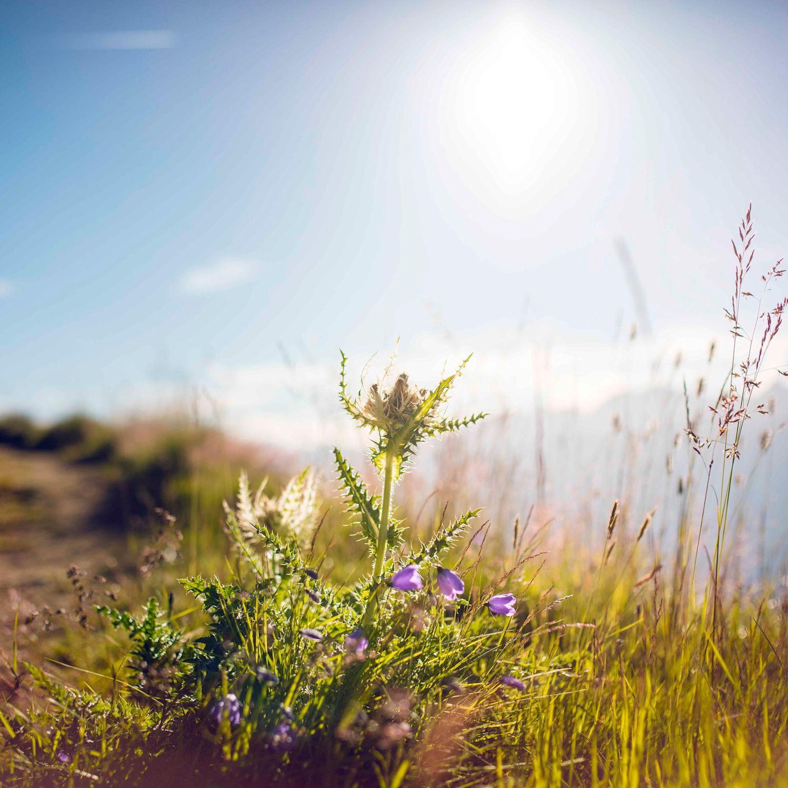 Chardon en été à Fiescheralp, été en Valais, Suisse