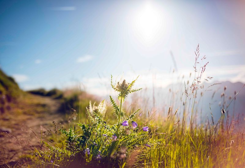 Thistles in summer on the fierschealp, summer in Valais, Switzerland