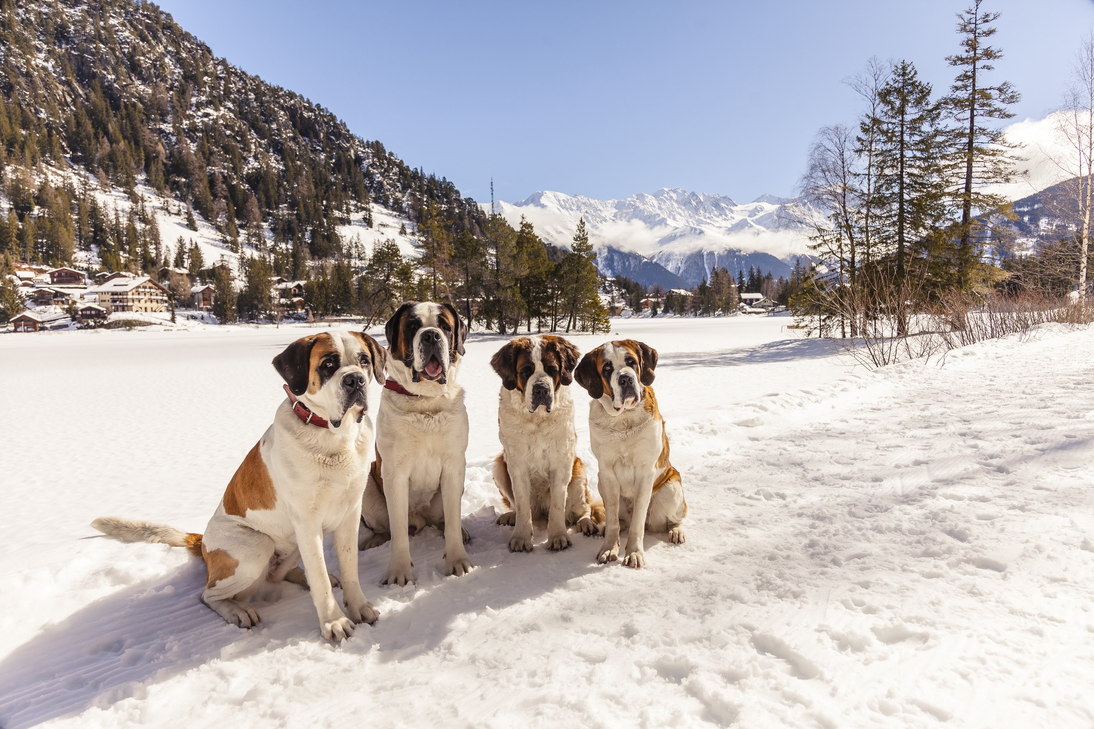 Vier Bernadienerhunde im Winter, Wallis, Schweiz