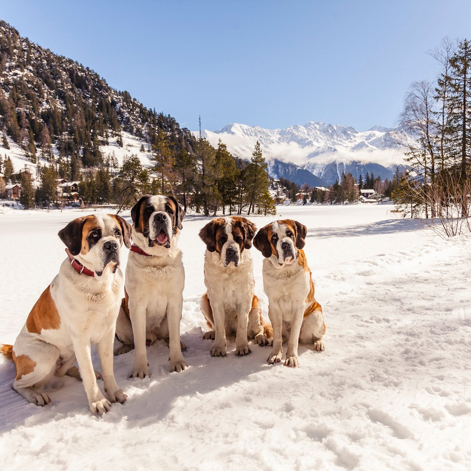 Quatre chiens Bernadiens en hiver, Valais, Suisse