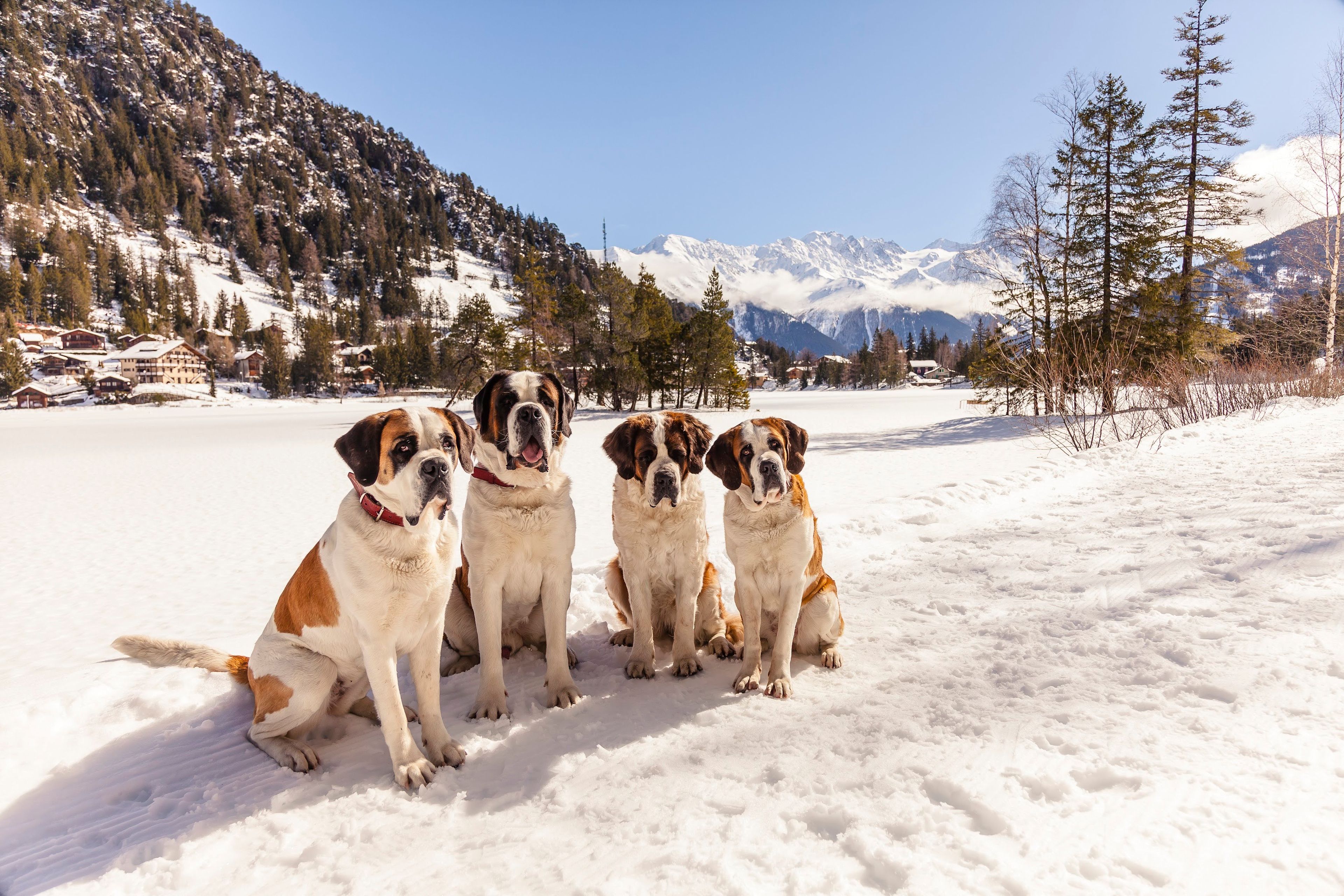 Quatre chiens Bernadiens en hiver, Valais, Suisse