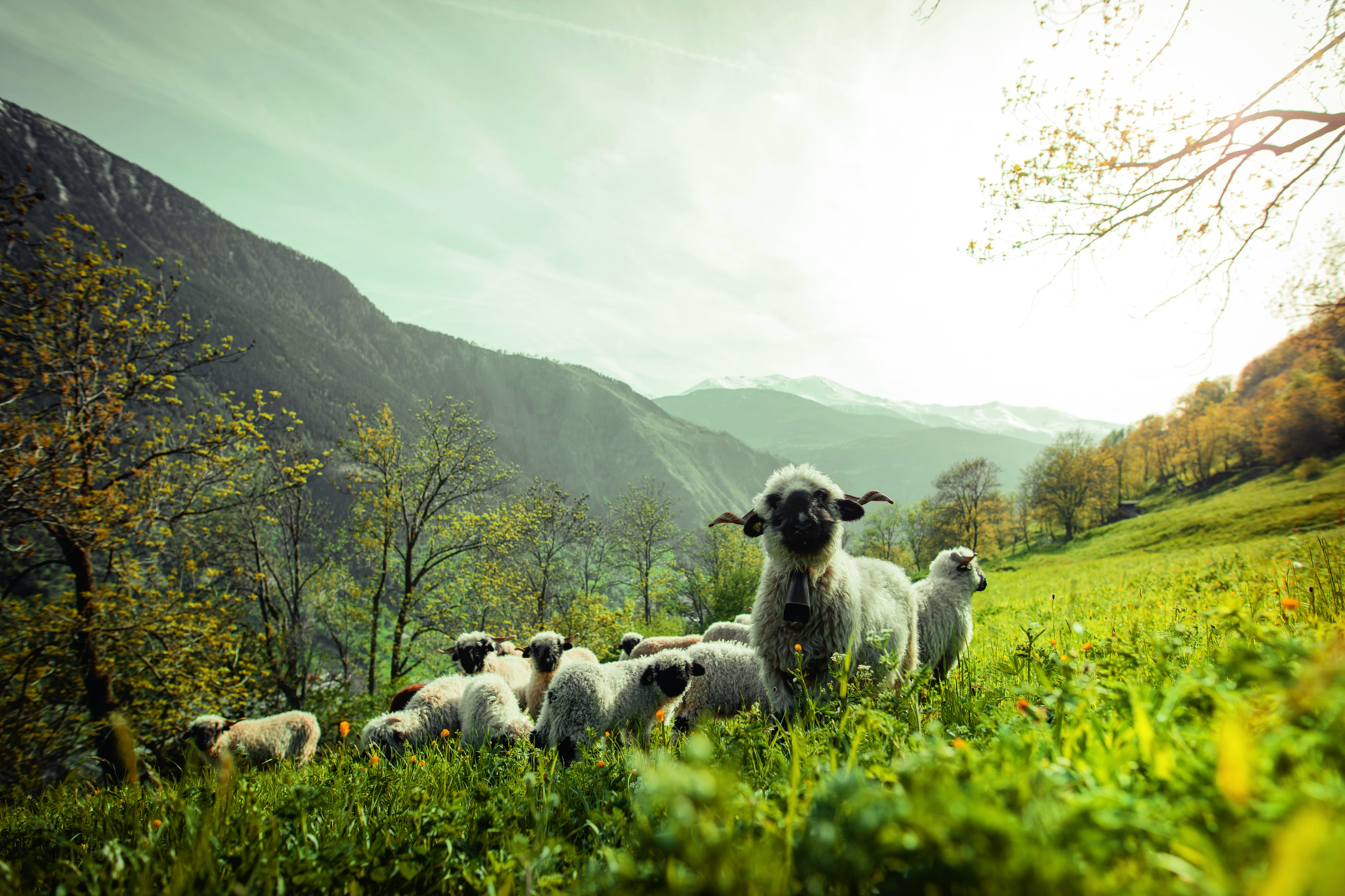 Schwarznasenschafherde in der Region Turtmann, Frühling im Wallis, Schweiz
