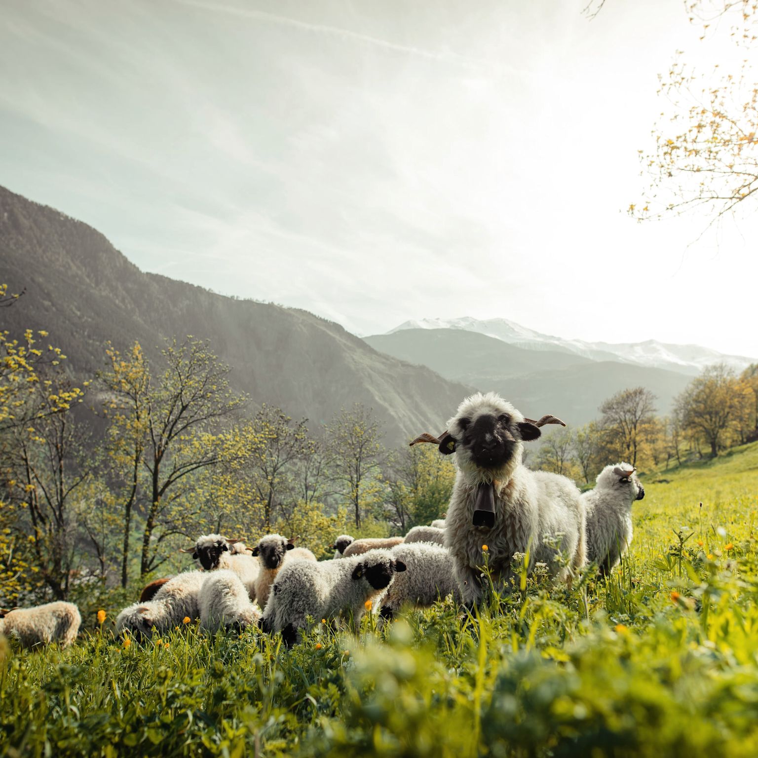 Herd of black-nosed sheep in the Turtmann region, spring in Valais, Switzerland