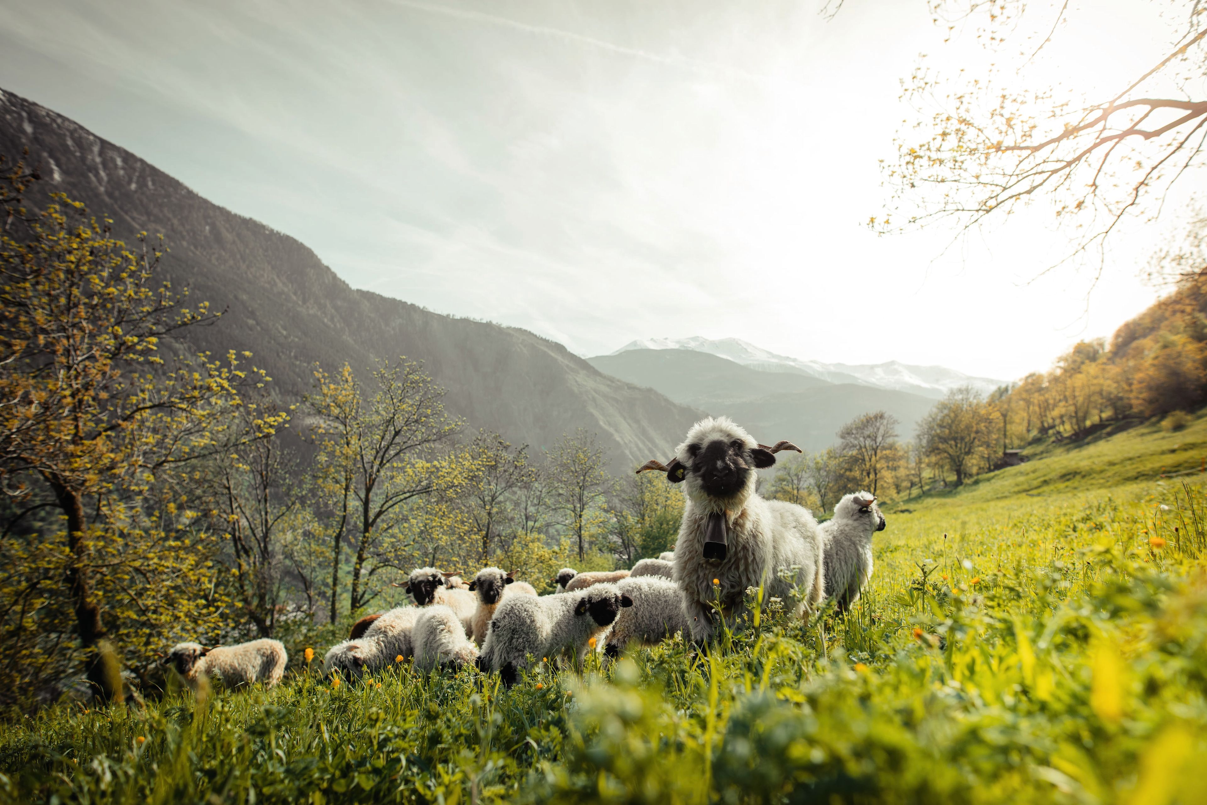 Schwarznasenschafherde in der Region Turtmann, Frühling im Wallis, Schweiz