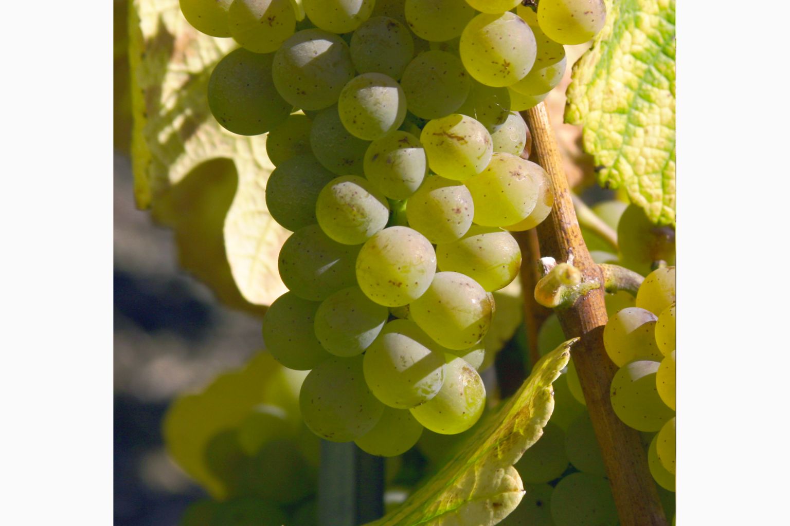 Heide grape in Valais