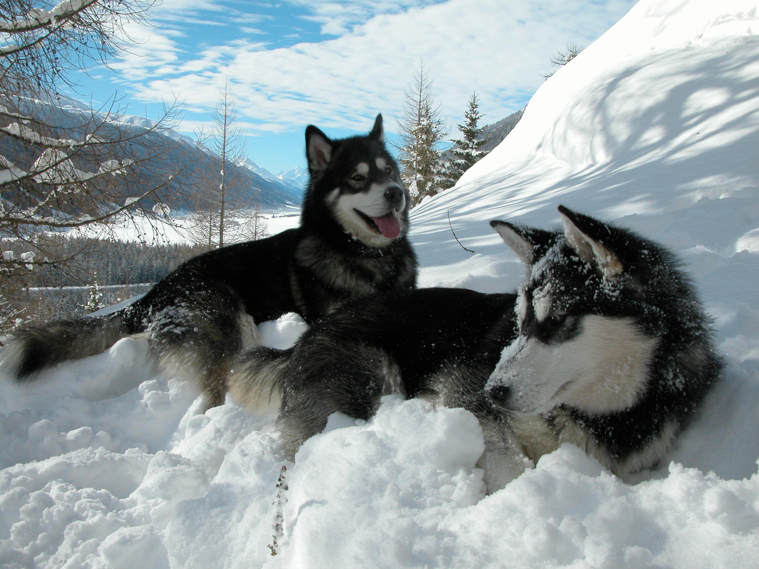 Chiens de traîneaux à Oberwald