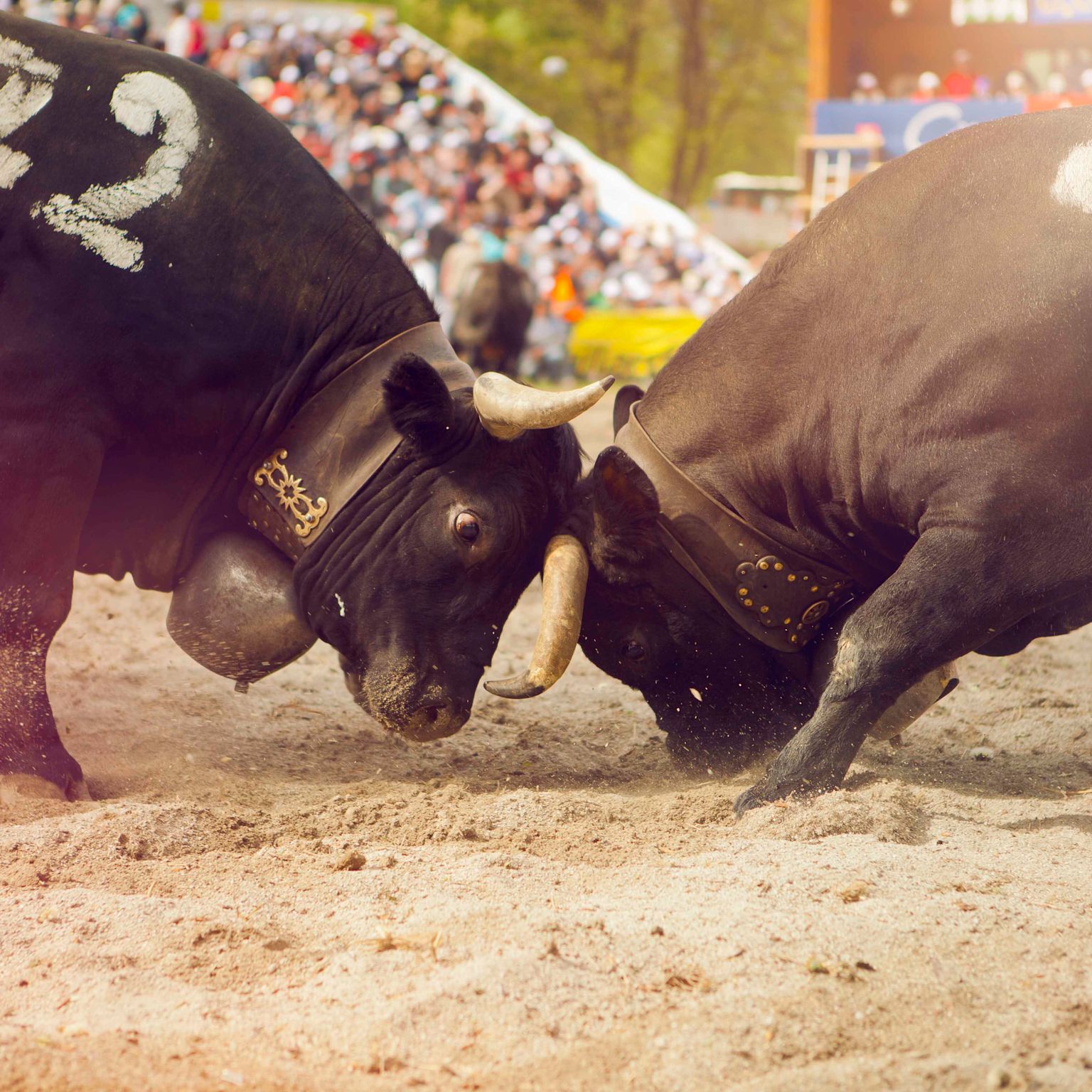 Nationales Finale der Eringerrasse, Wallis, Schweiz