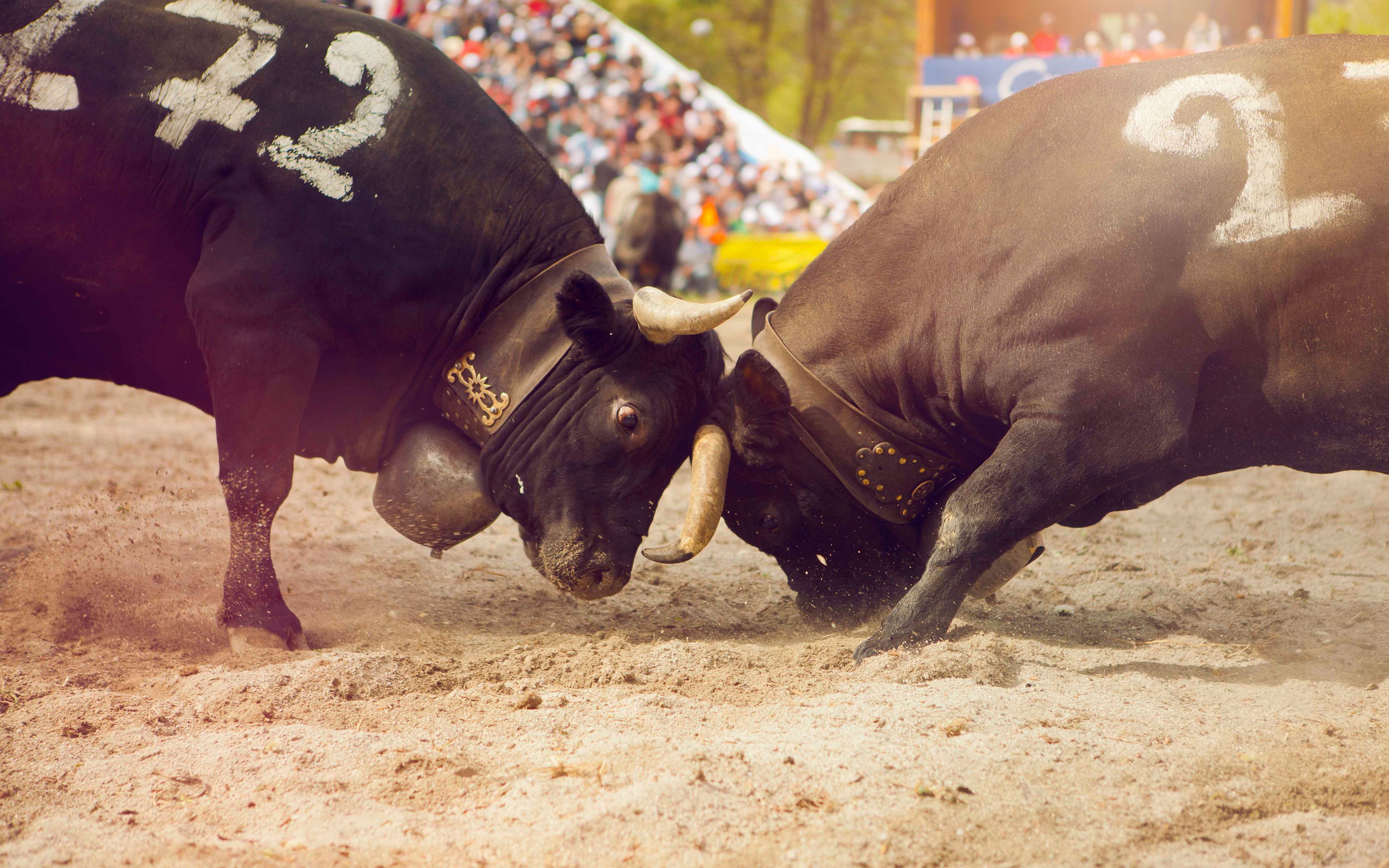 Hérens national cow fighting final, Valais, Switzerland