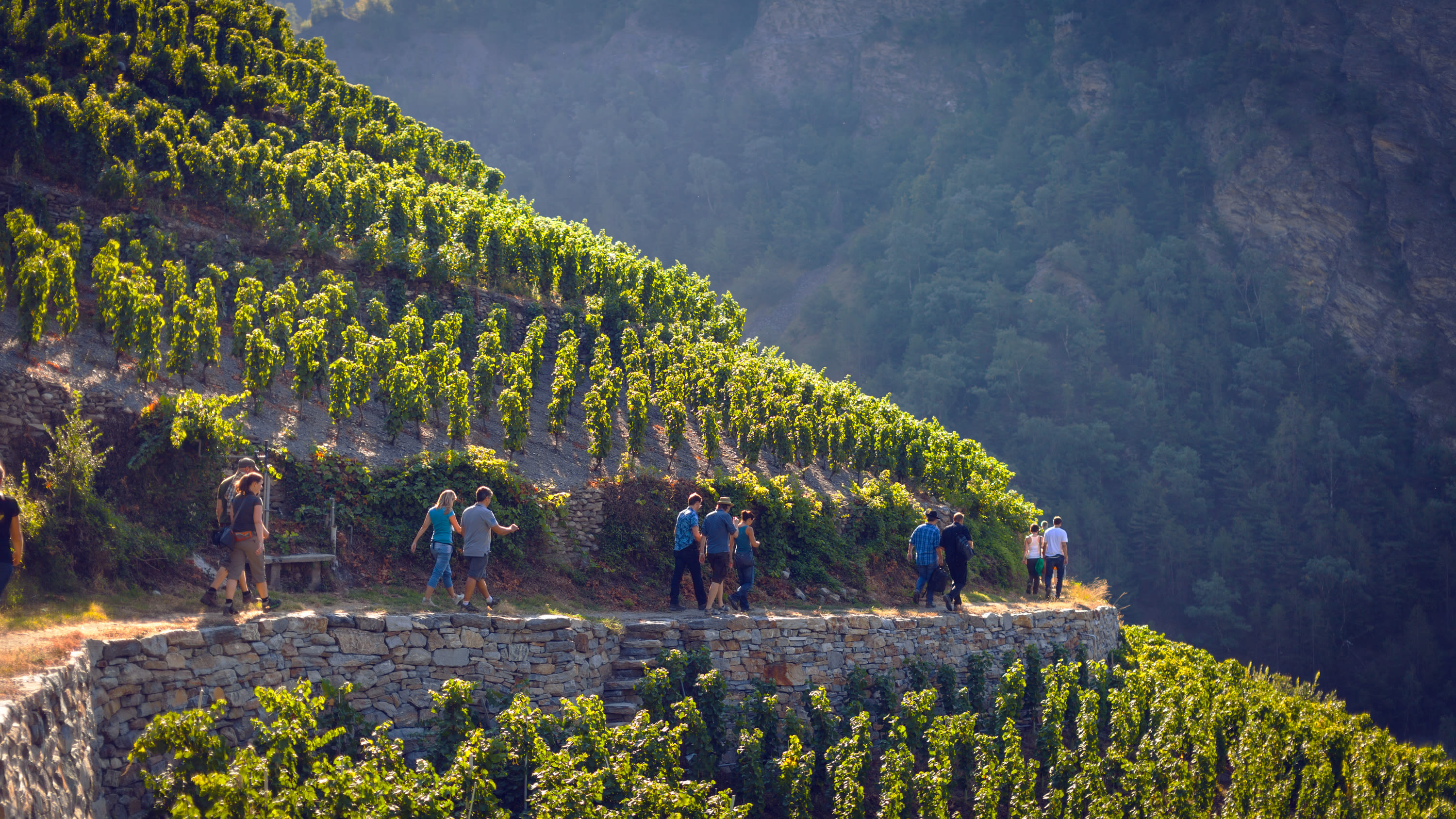 Visperterminen's vineyards in Valais