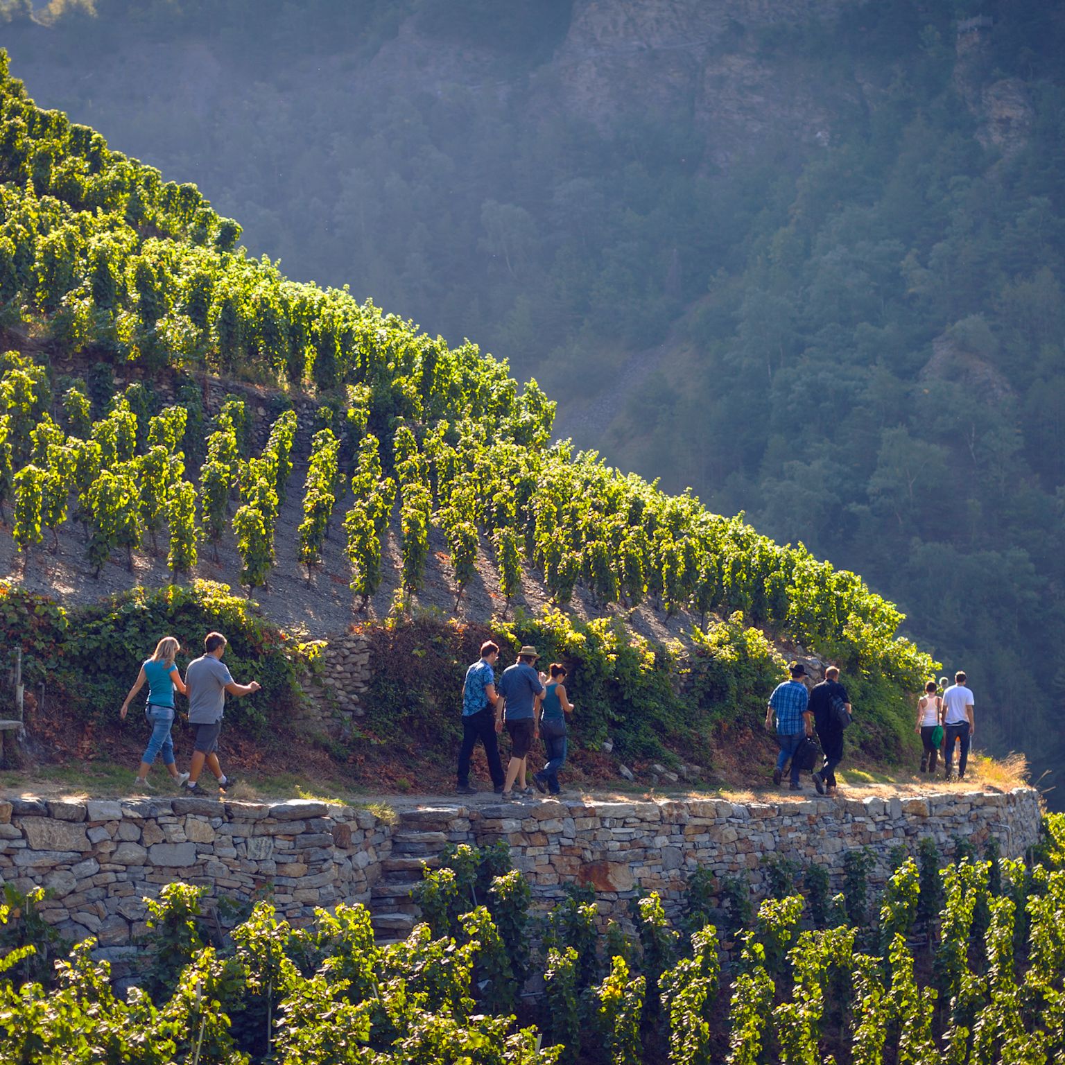 Vignobles Visperterminen, Valais