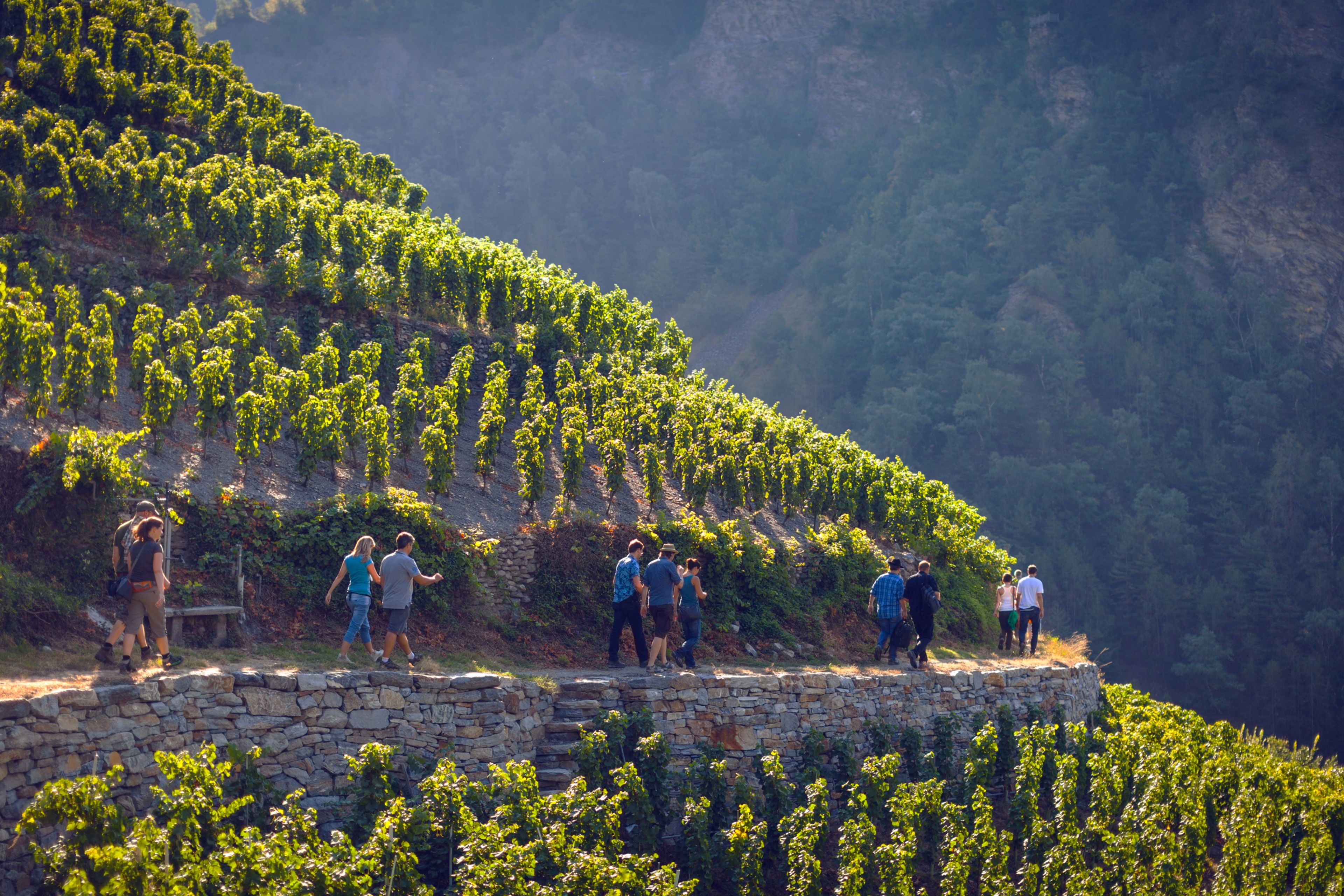 Visperterminen's vineyards in Valais