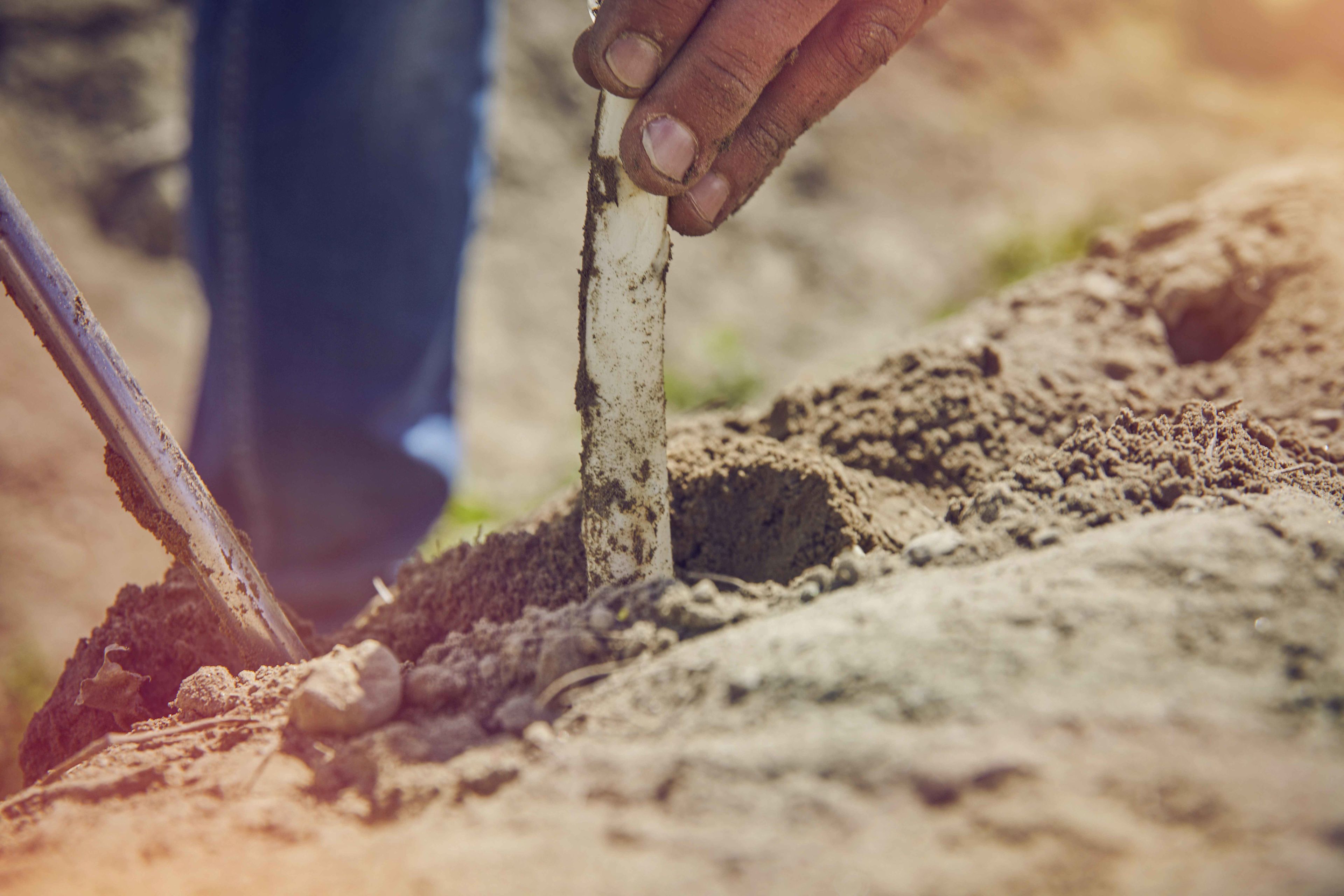 Asperge qui pointe le bout hors de la terre Valais Wallis Schweiz Switzerland