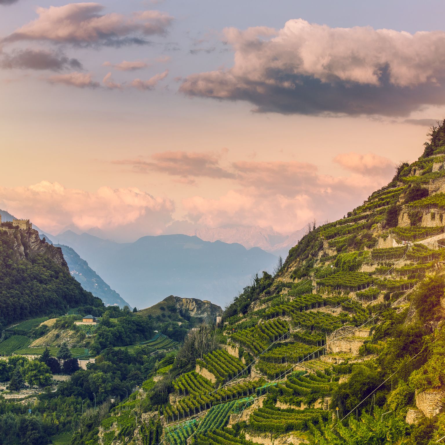 Vignobles dans la région de Sion avec vue sur les châteaux, Valais, Suisse