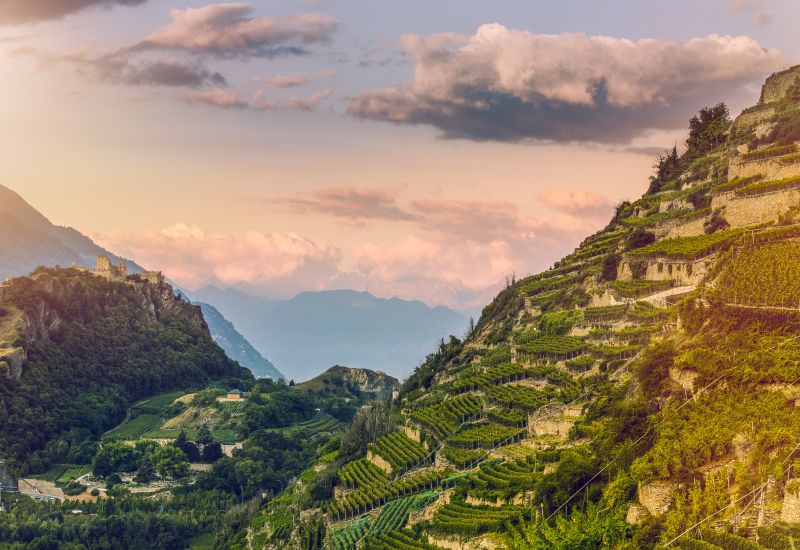 Vignobles dans la région de Sion avec vue sur les châteaux, Valais, Suisse