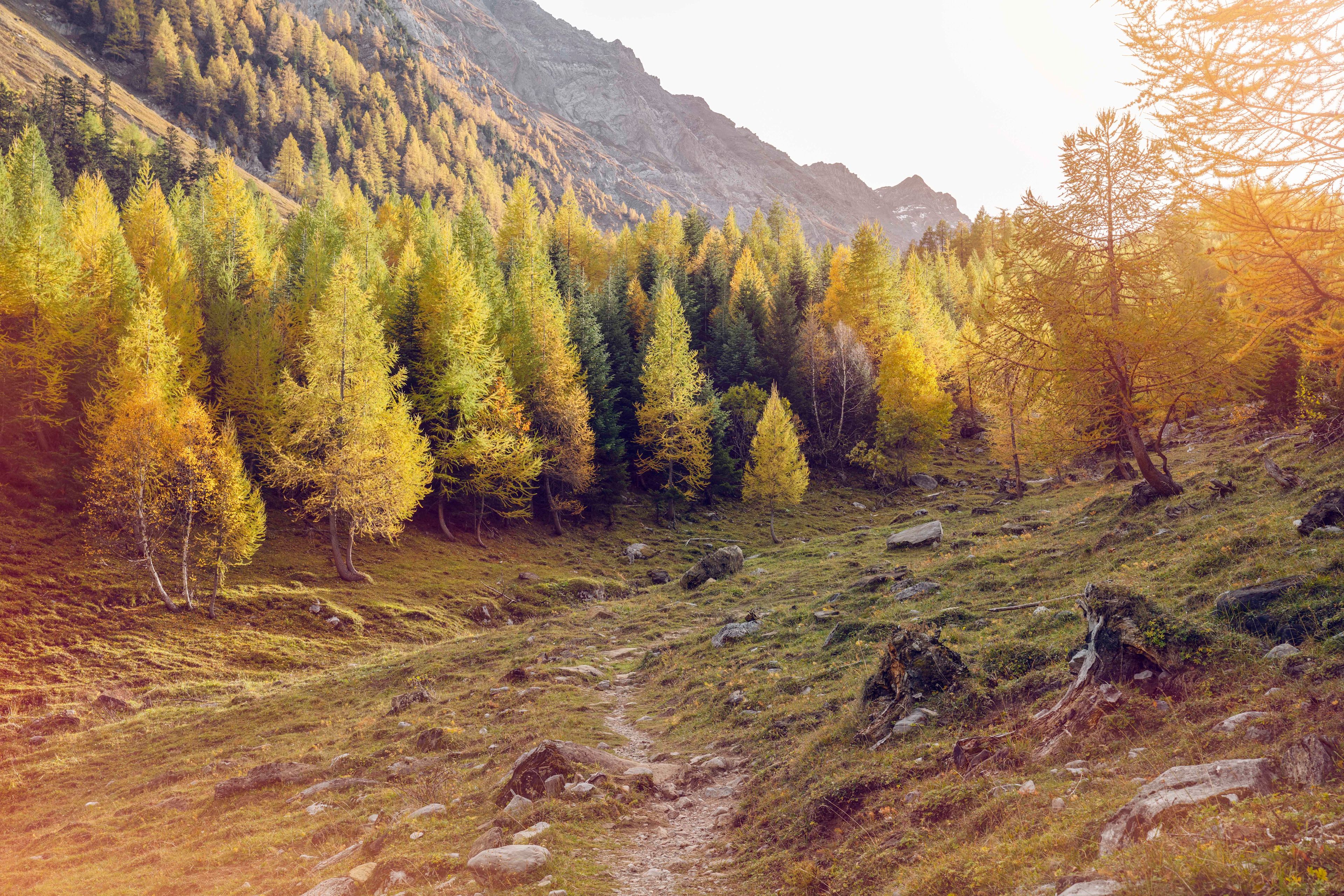 Bäume im Herbst in Derborence, Wallis. Schweiz.