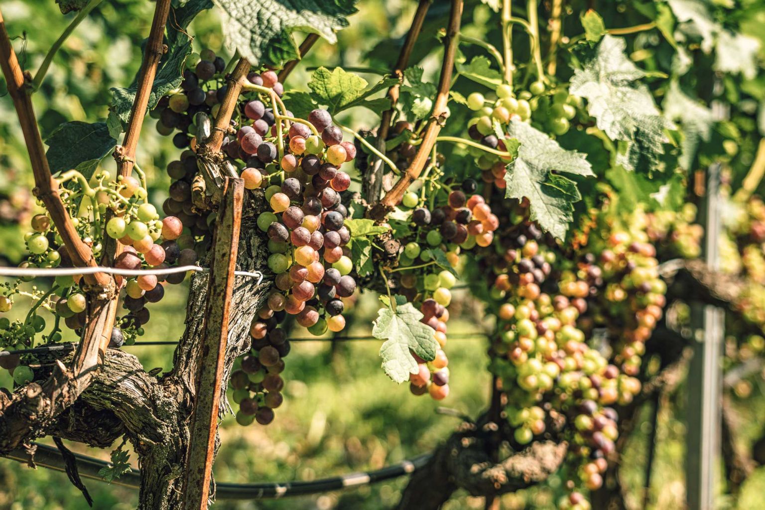 Grappes de raisin dans le vignoble de Fully, Valais, Suisse