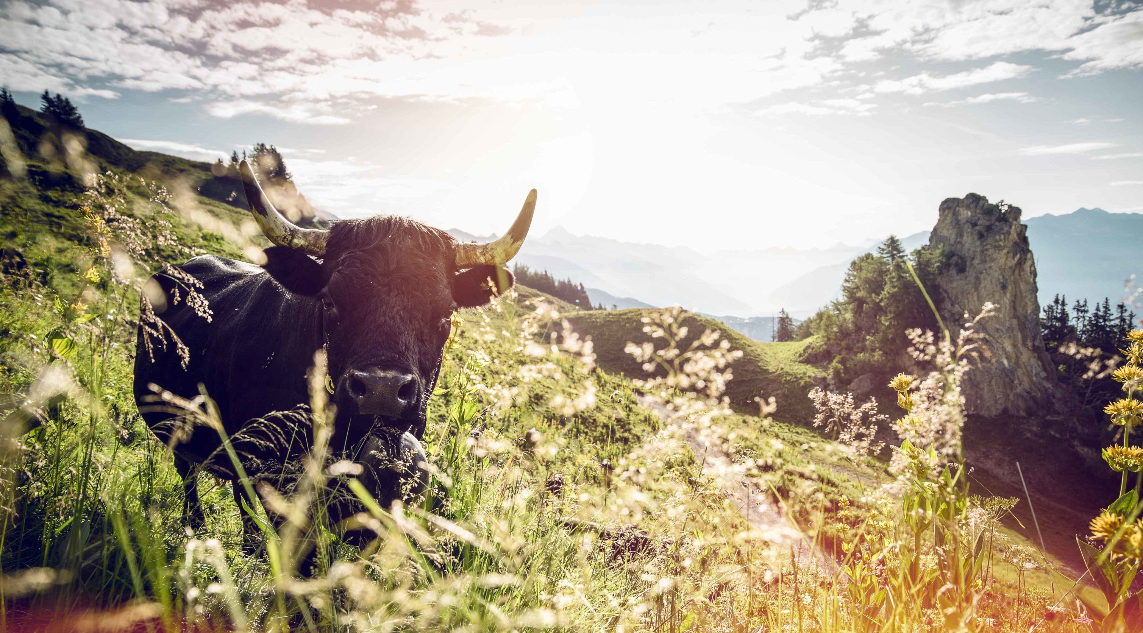 Une vache d'Hérens figurant dans les pâturages ensoleillé. Valais, Suisse.