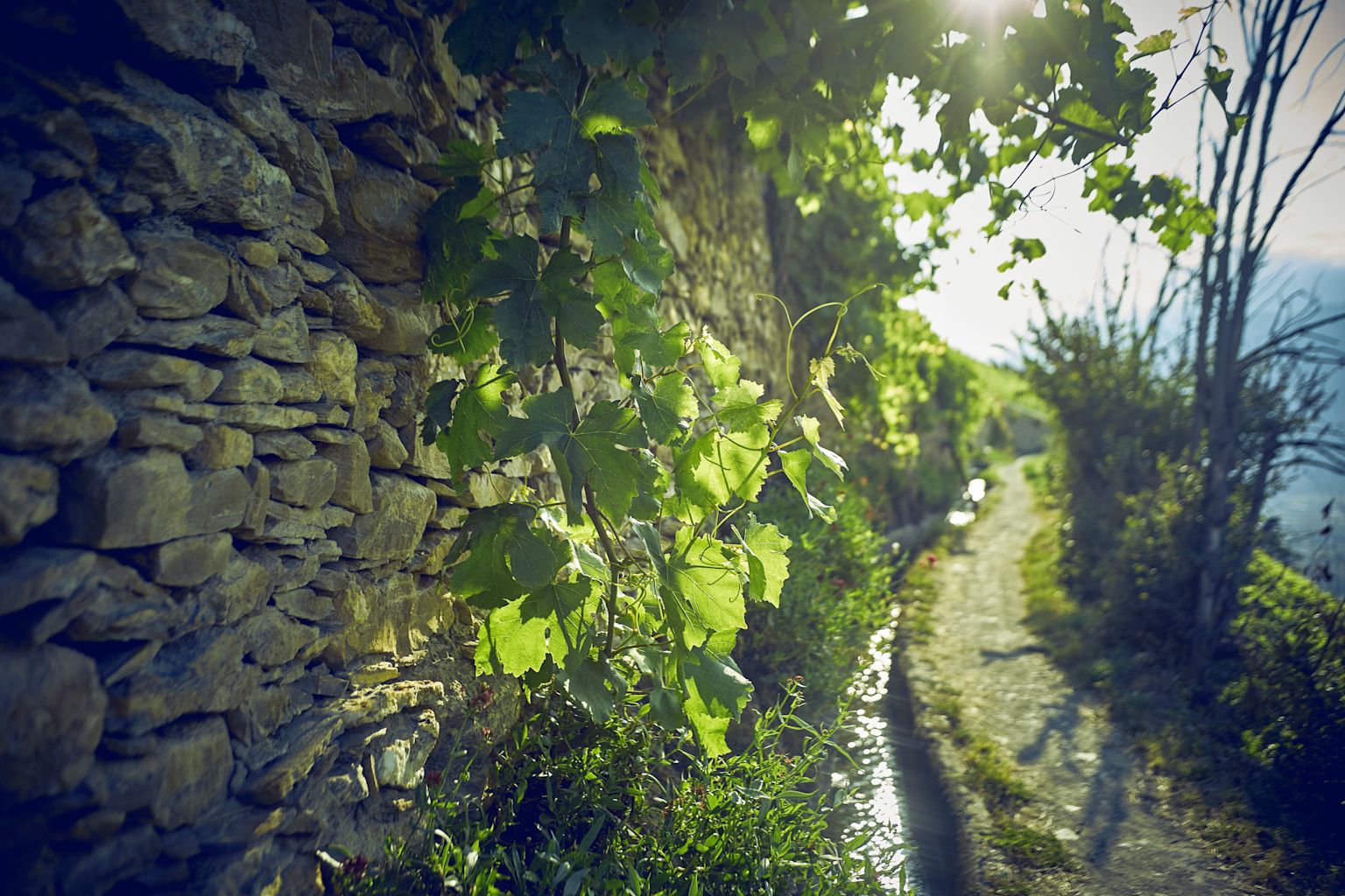 Bisse de Clavau près de Sion, Valais