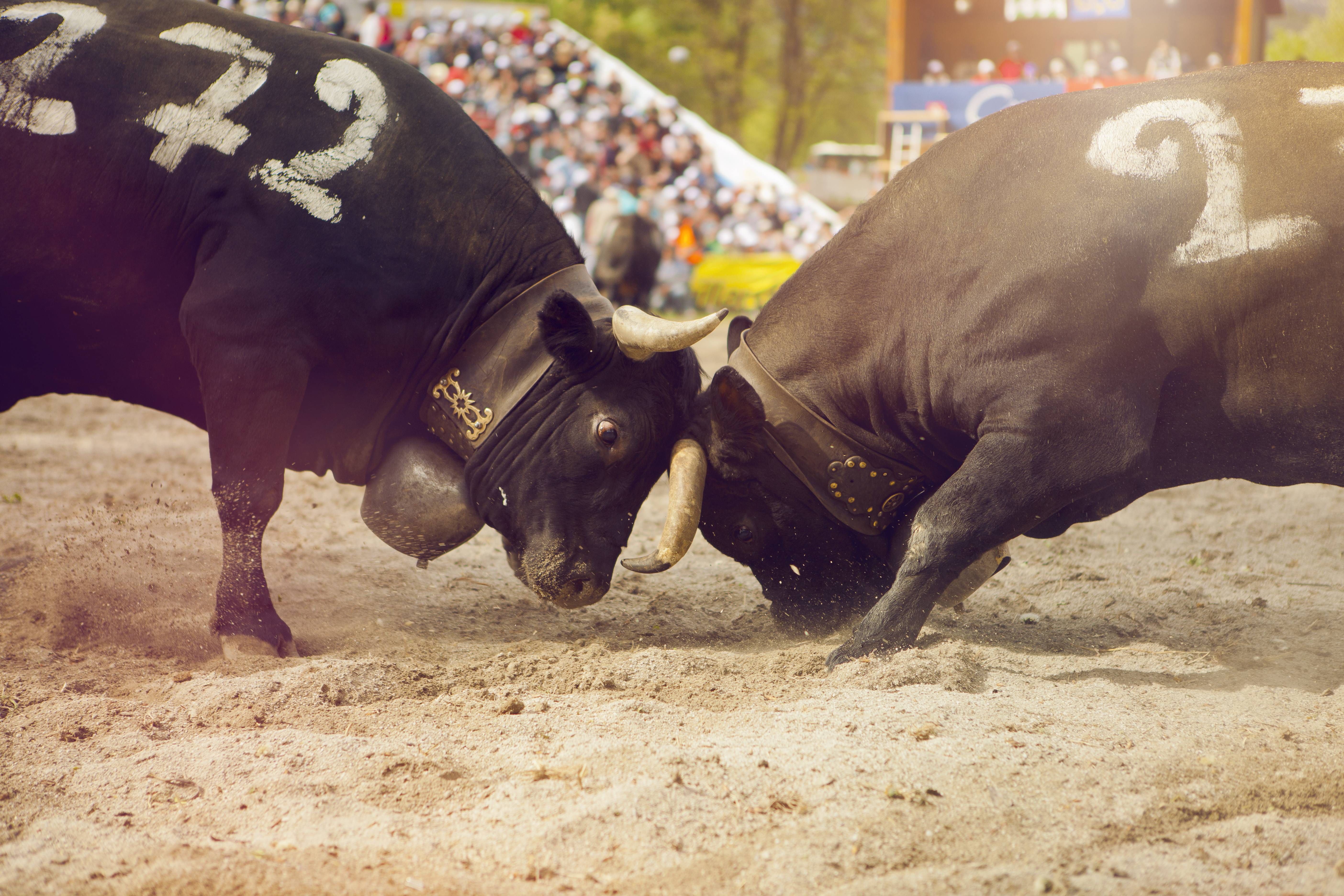 Combat de Reines à Aproz, Valais