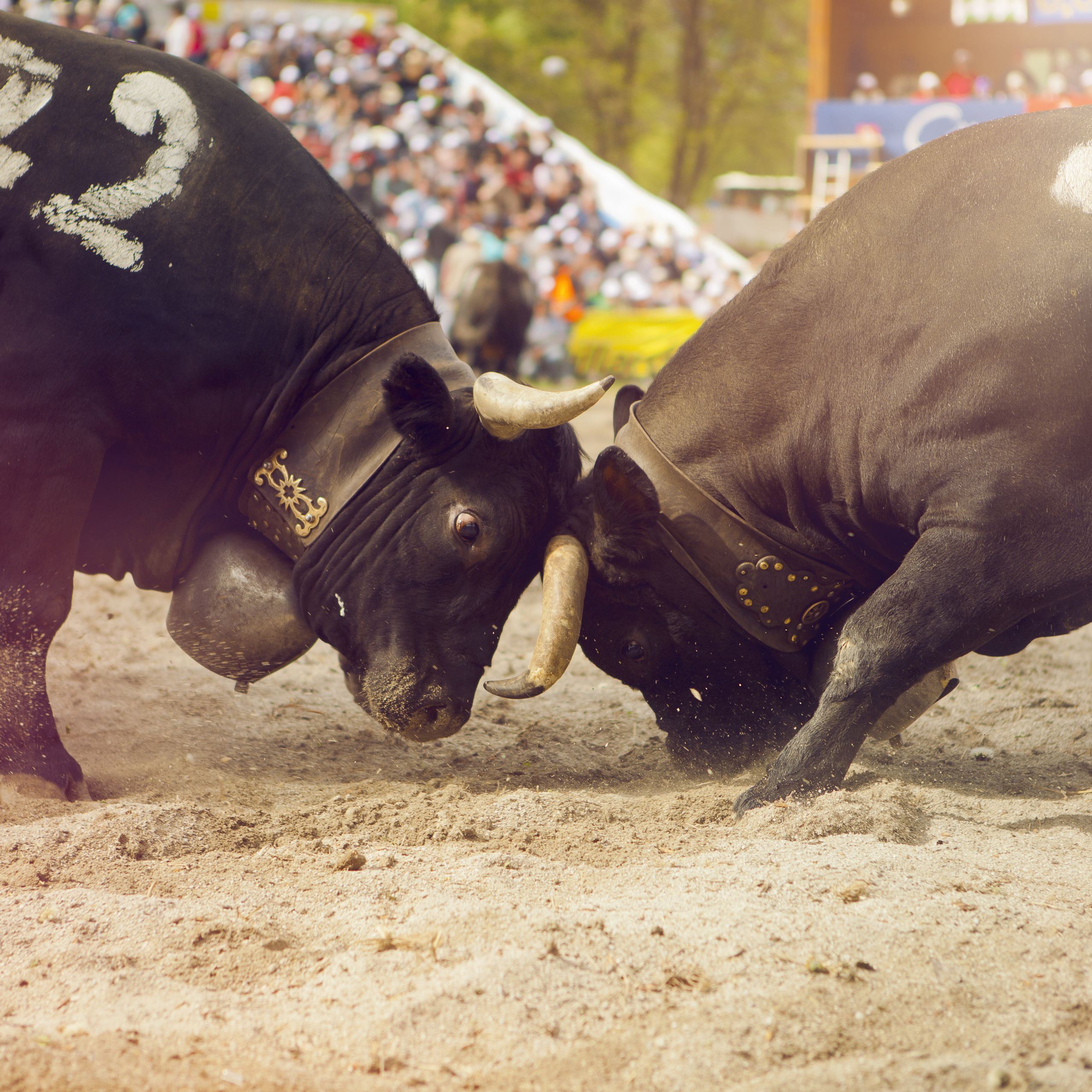 Eringer Final Aproz, Wallis