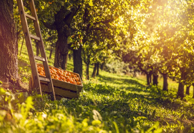 Walliser Aprikosen, Walliser Früchte, Sommer im Wallis