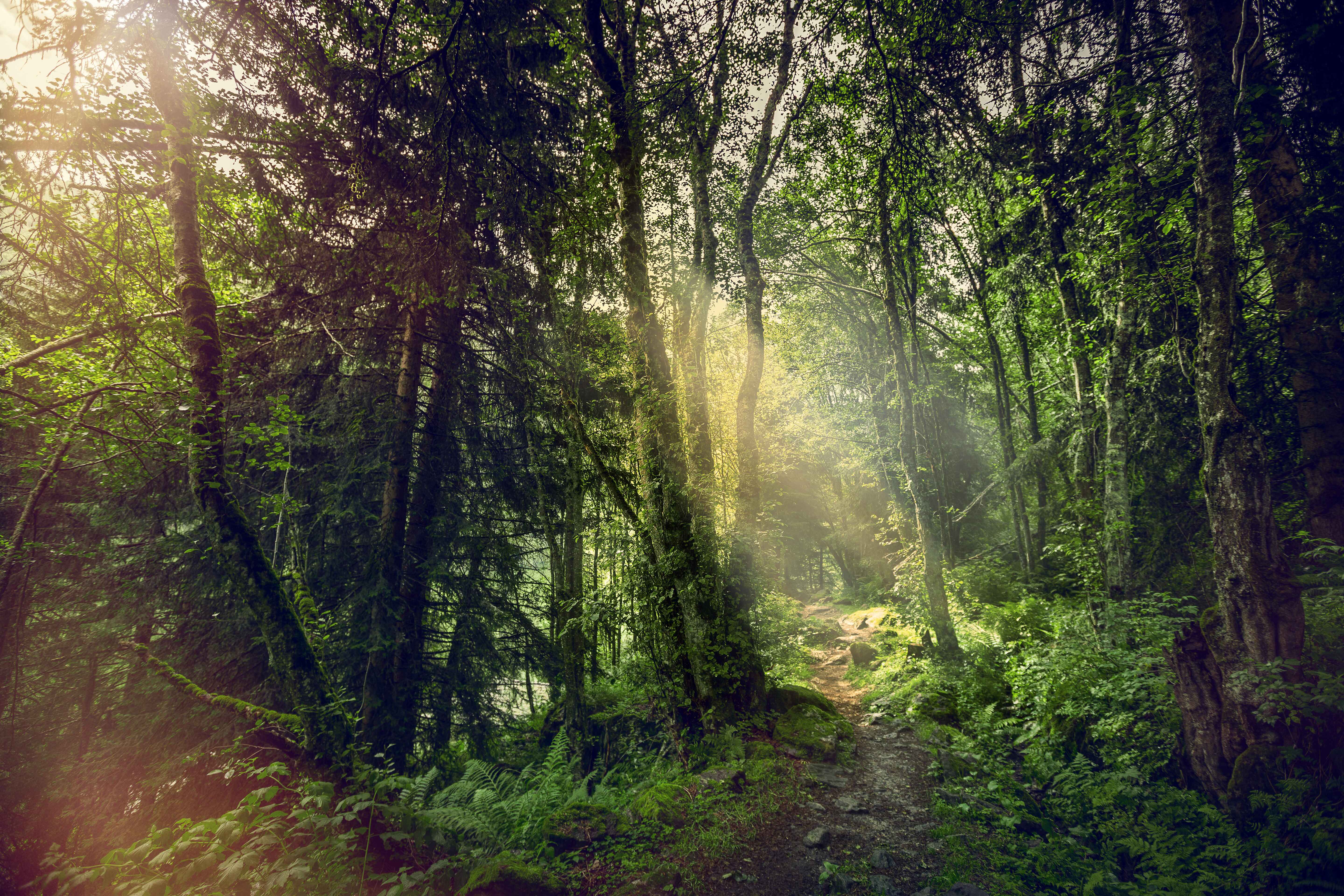 A forest in Nendaz in summer, Valais, Switzerland