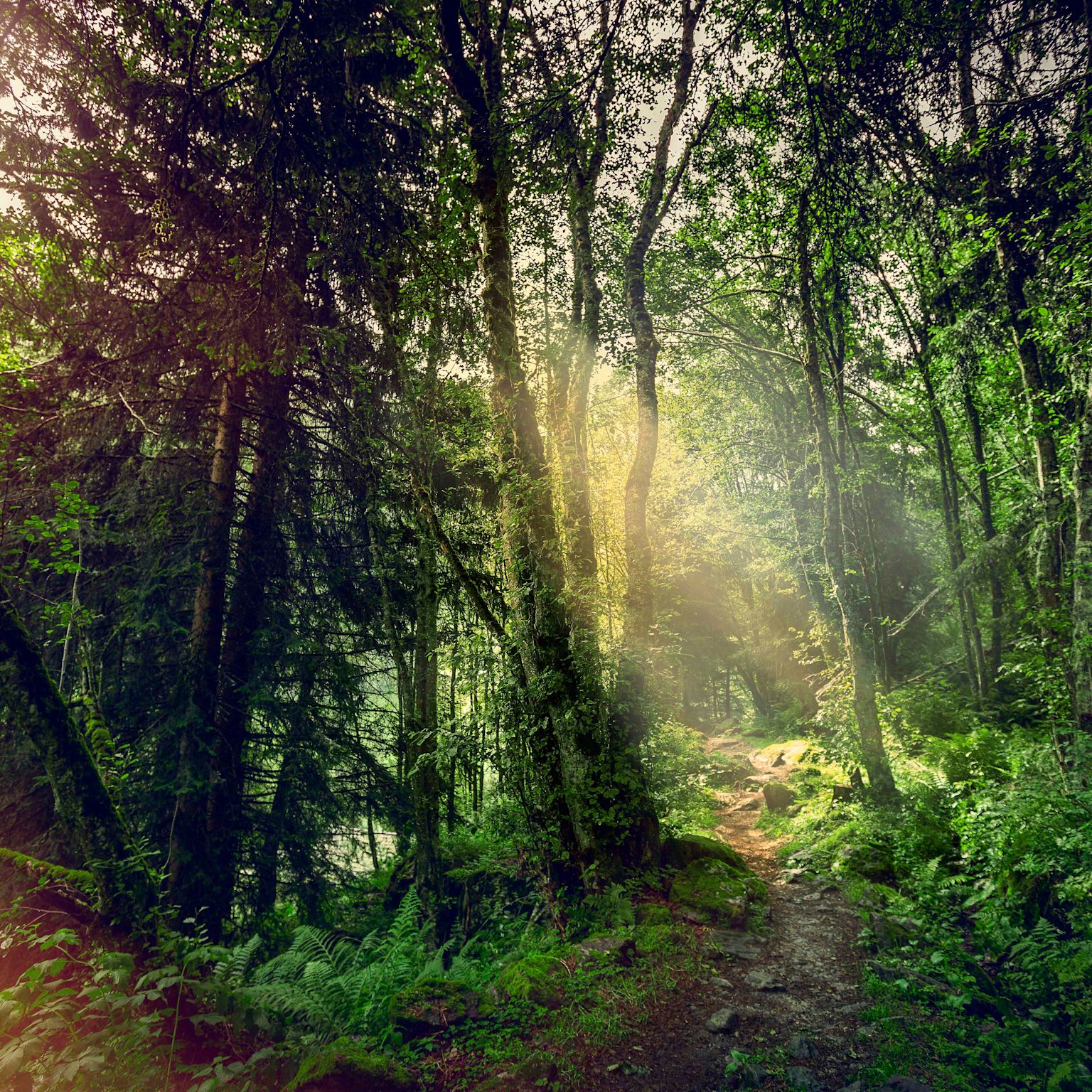 A forest in Nendaz in summer, Valais, Switzerland