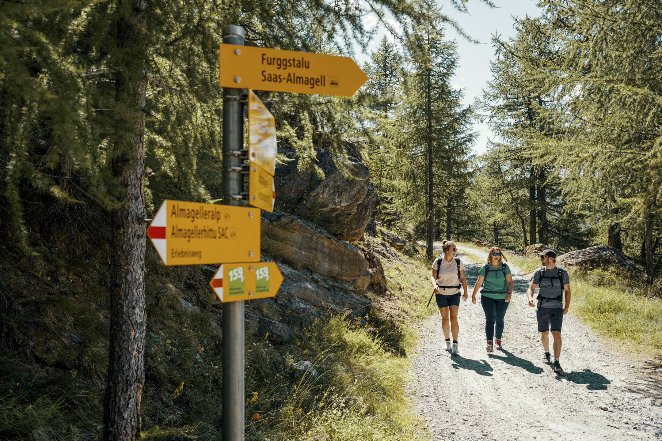 La randonnée débute dans une fôret de mélèzes.