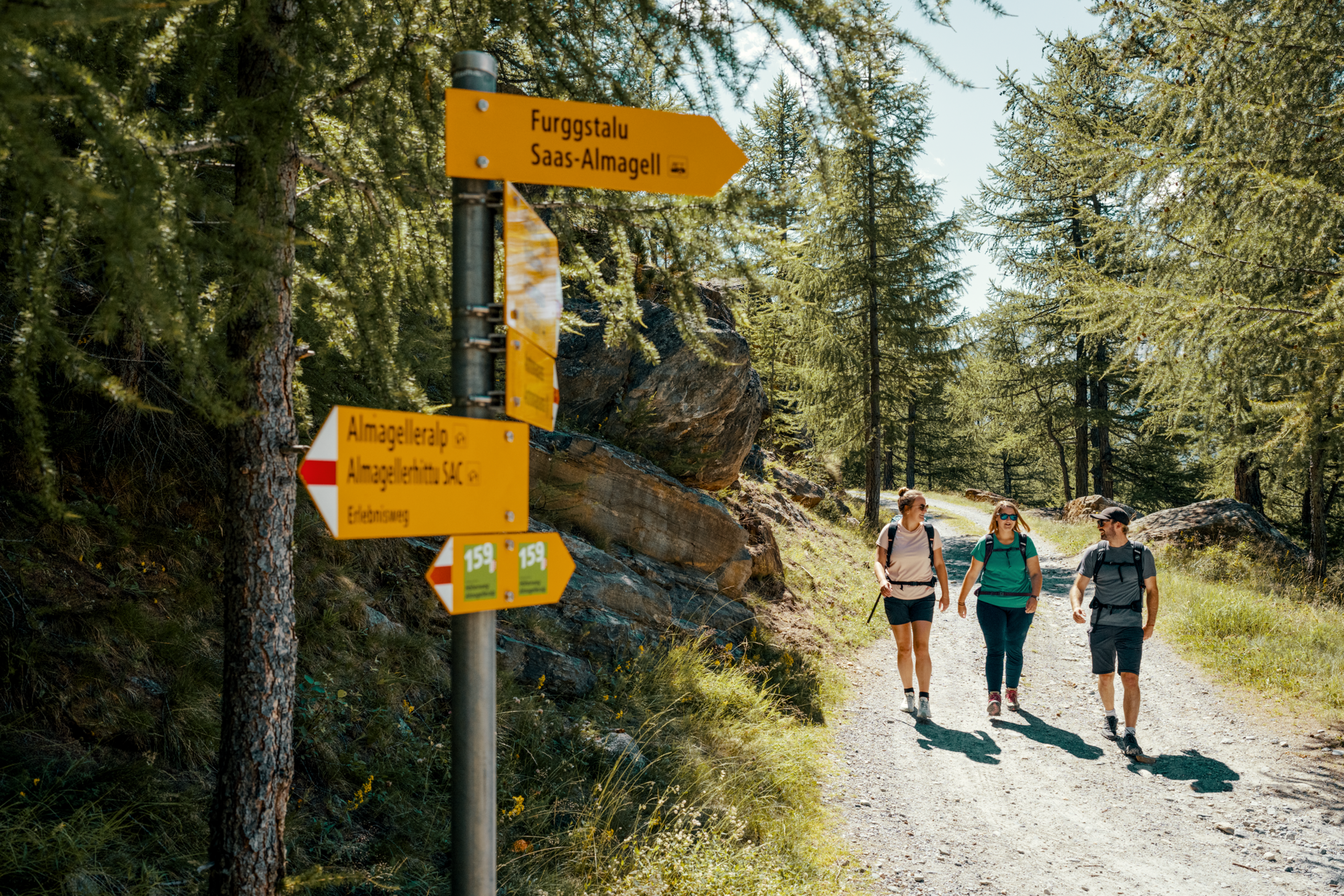 La randonnée débute dans une fôret de mélèzes.