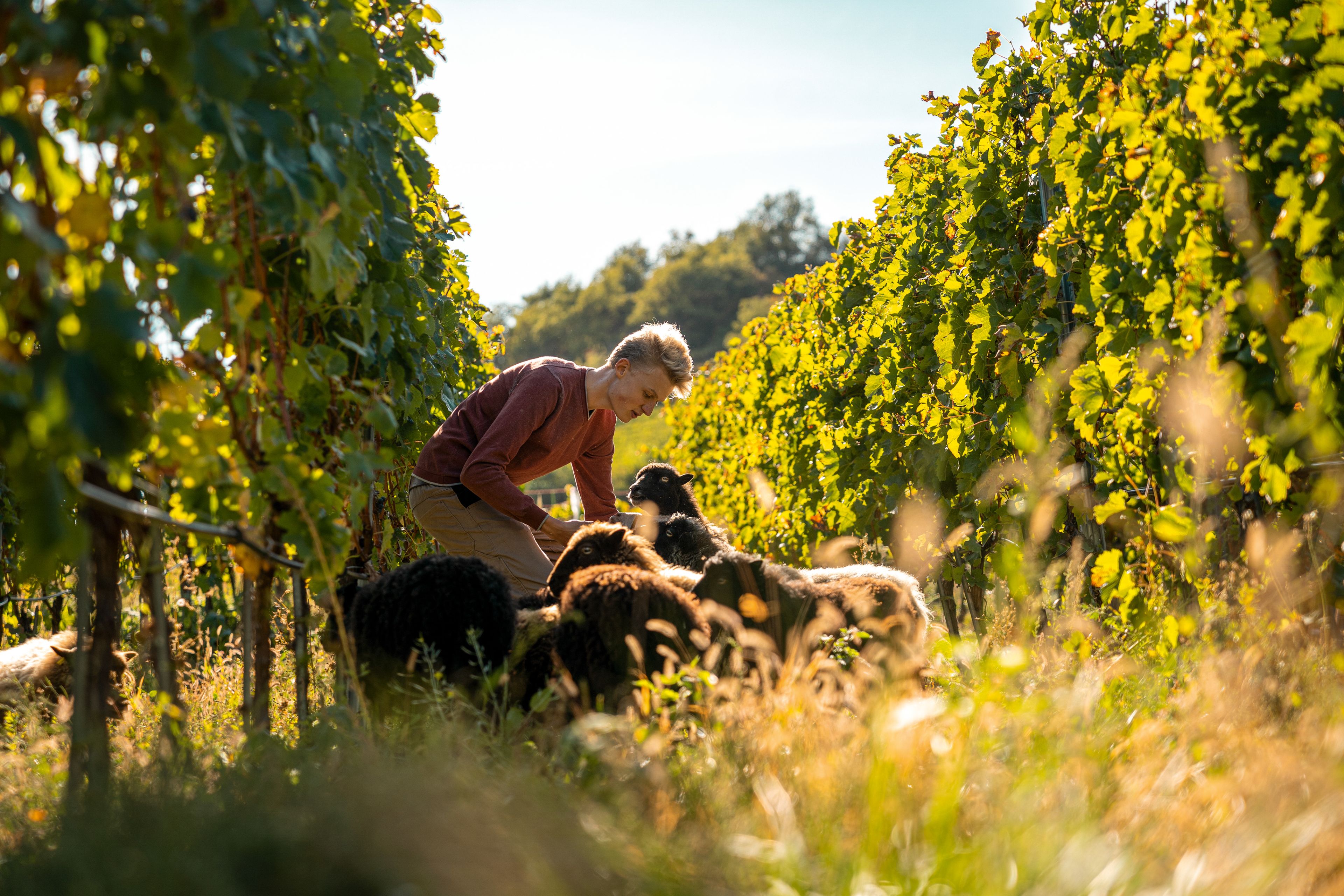 Moutons dans les vignobles de la Cave du Rhodan, durabilité, viticulture en Valais, innovation, Suisse