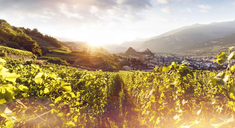 vineyard Sion, Valais, Switzerland